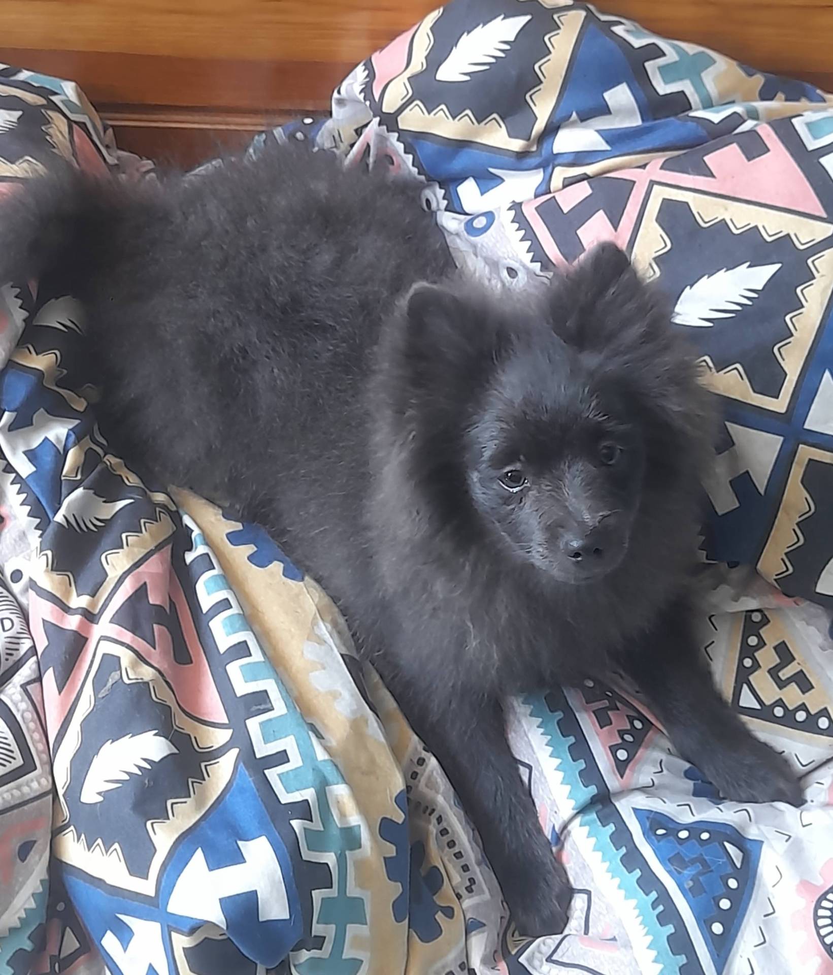 Chiot Spitz femelle taille petite   septième