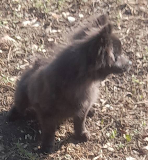 Chiot Spitz femelle taille petite   première
