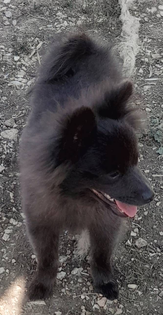 Chiot Spitz femelle taille petite   sixième