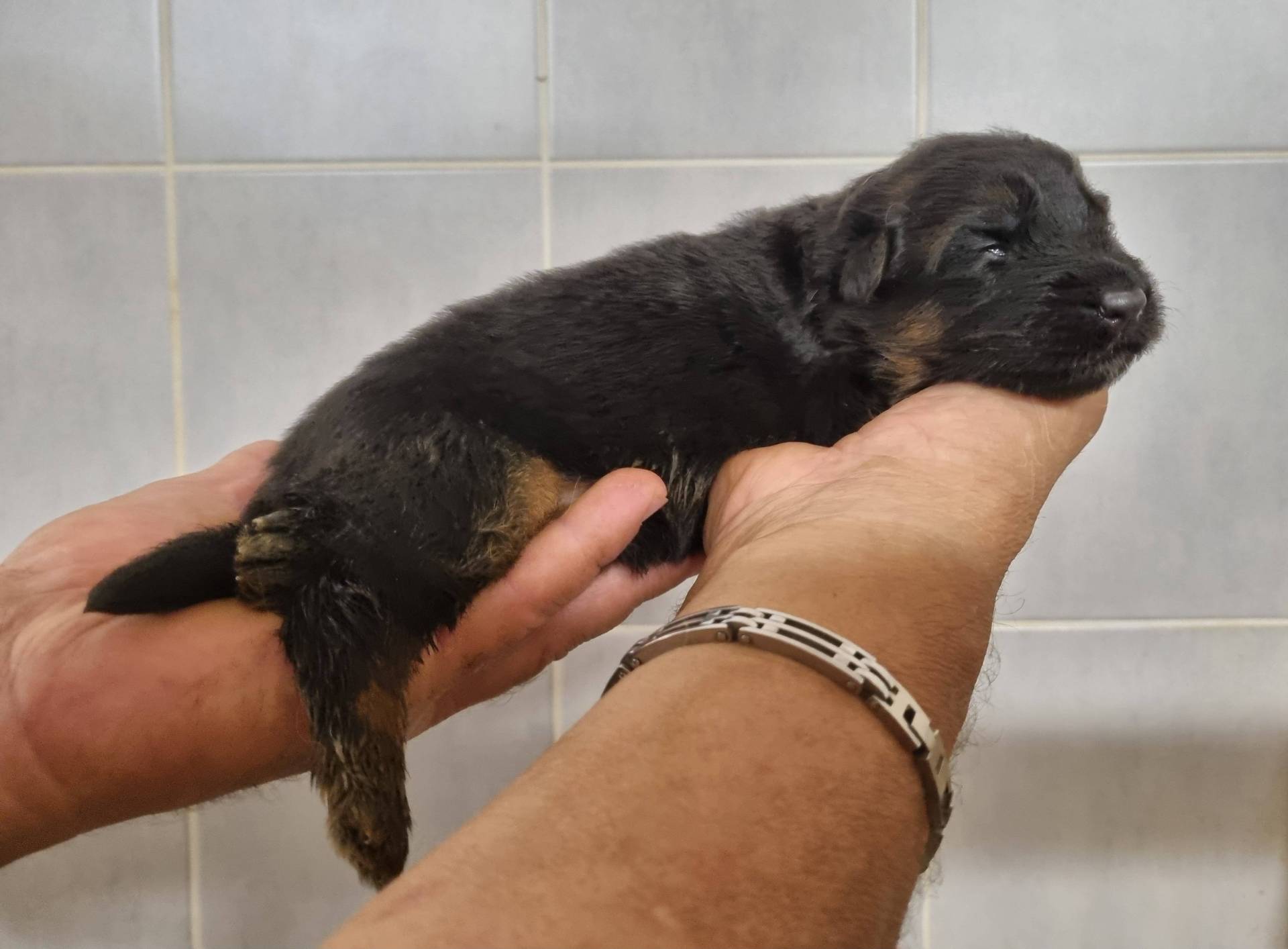 Chiots Berger Allemand Poil Long sixième