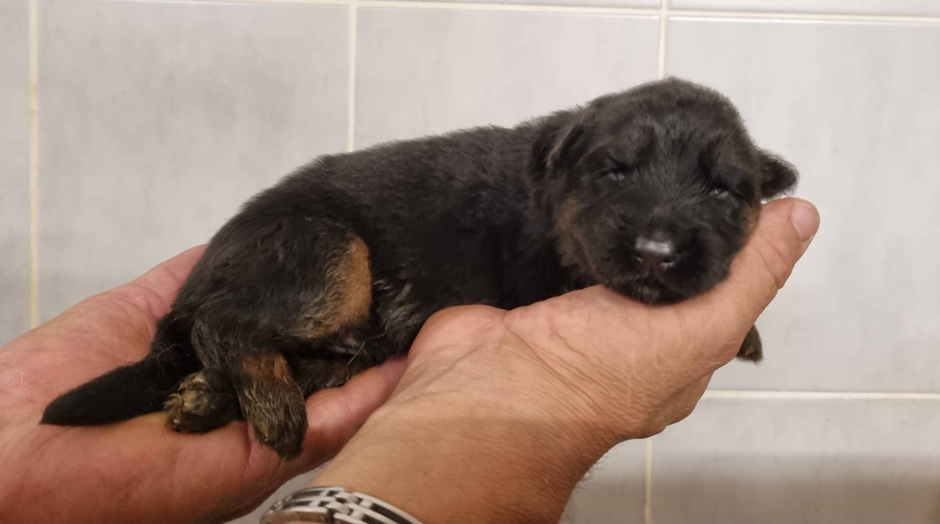 Chiots Berger Allemand Poil Long cinquième