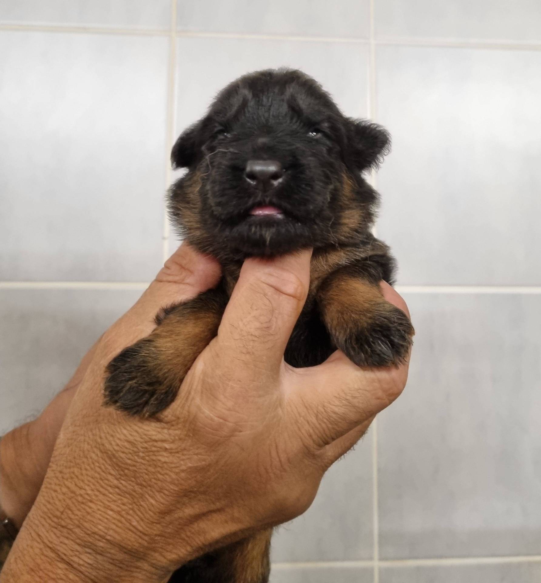 Chiots Berger Allemand Poil Long neuvième
