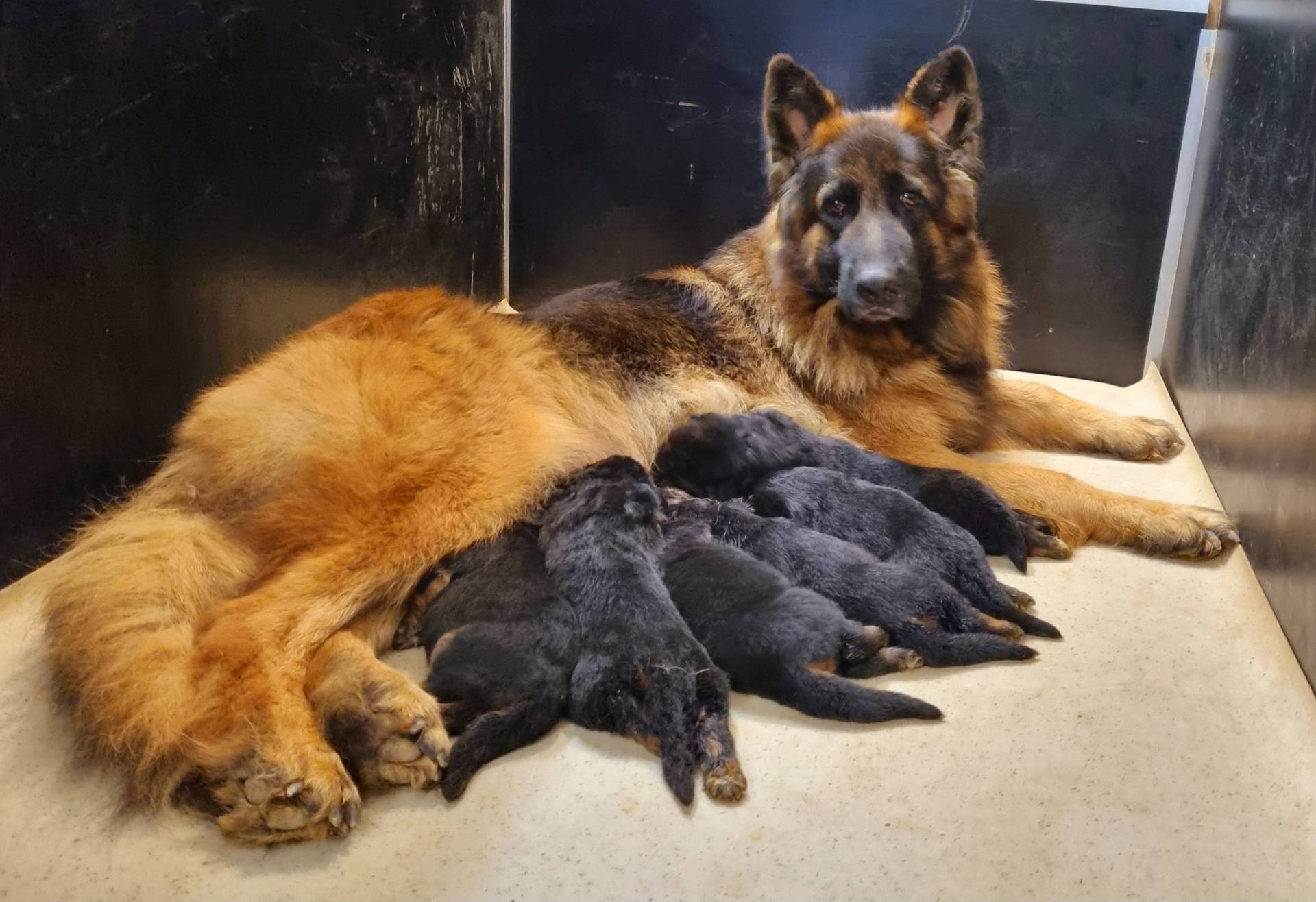 Chiots Berger Allemand Poil Long deuxième