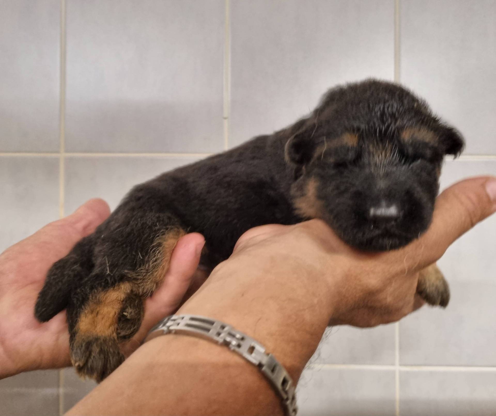 Chiots Berger Allemand Poil Long troisième