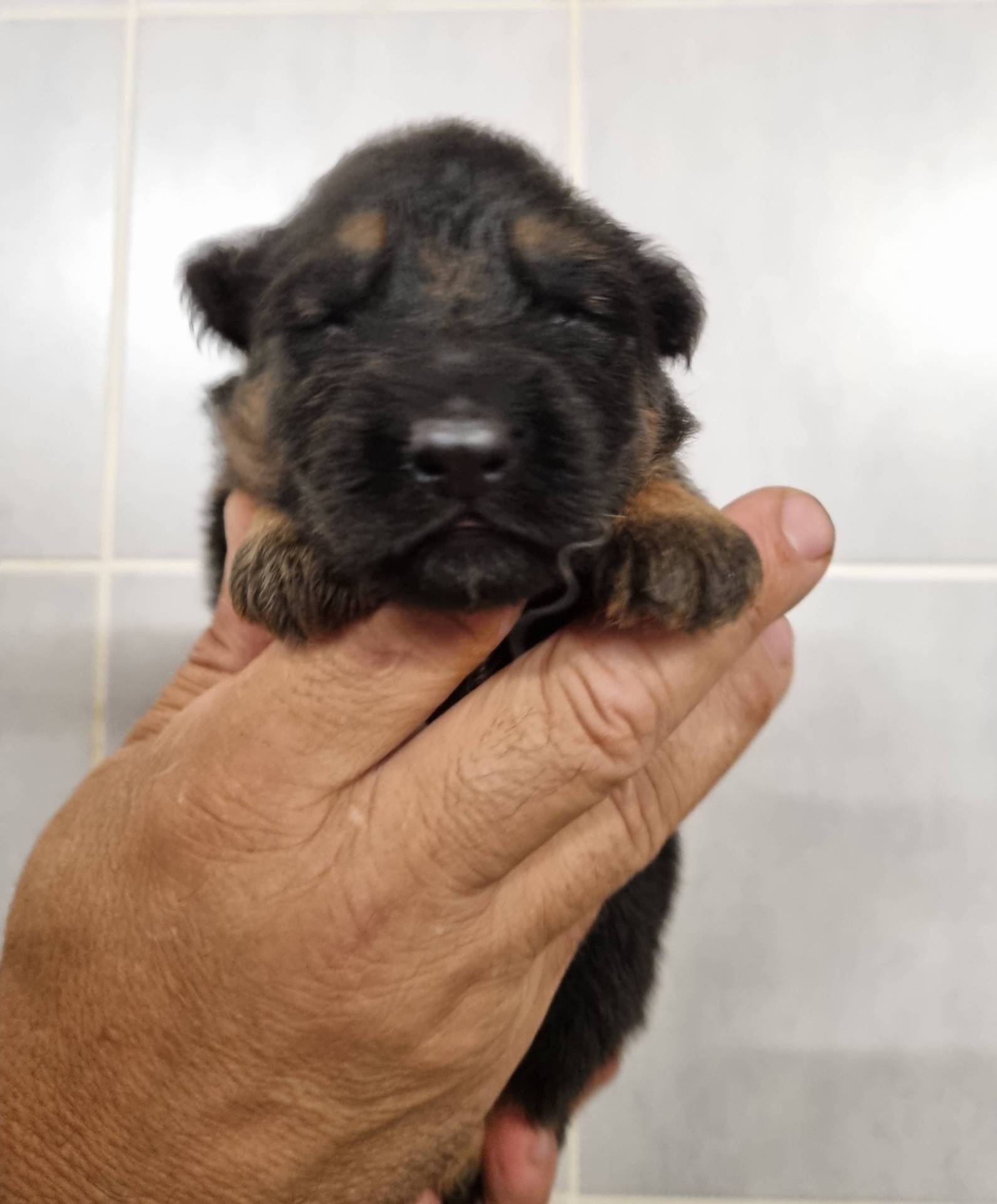 Chiots Berger Allemand Poil Long neuvième