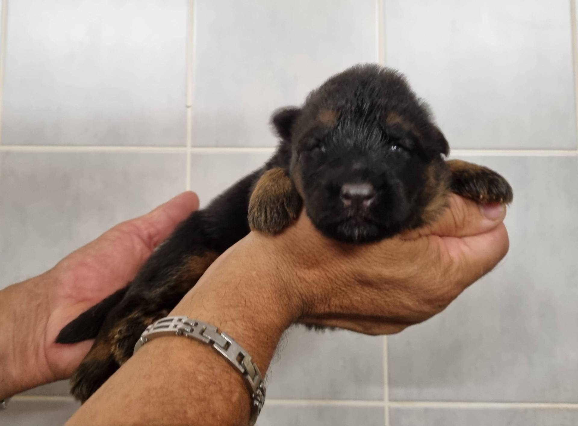 Chiots Berger Allemand Poil Long cinquième