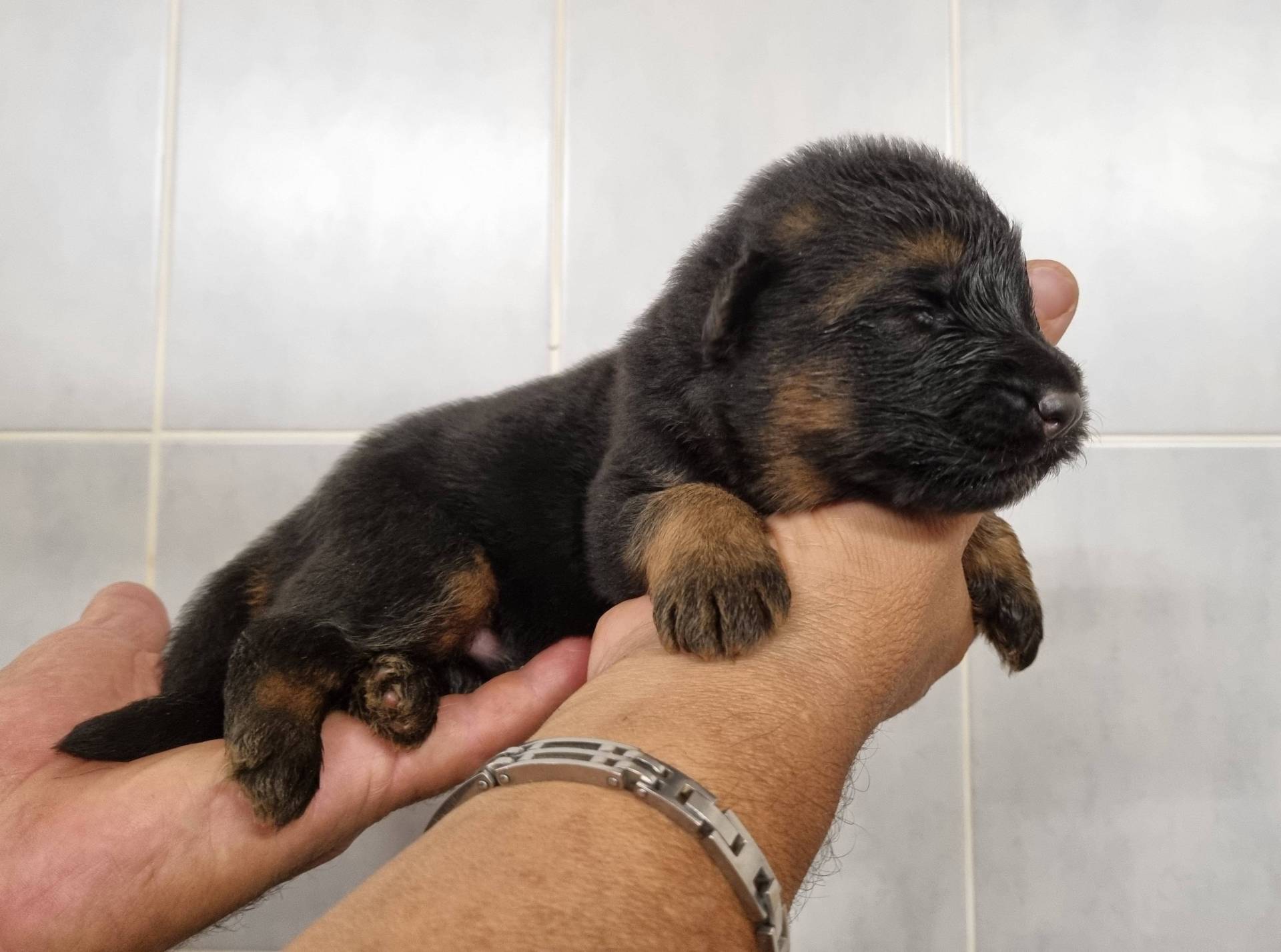Chiots Berger Allemand Poil Long neuvième