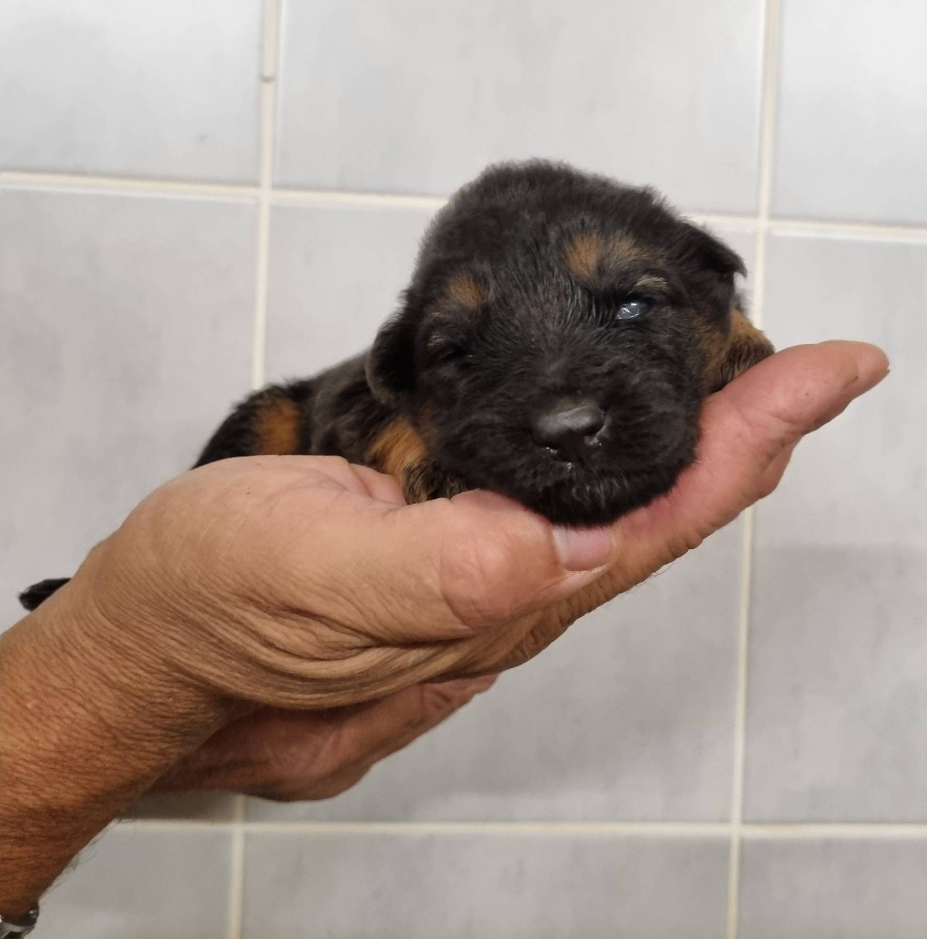 Chiots Berger Allemand Poil Long septième