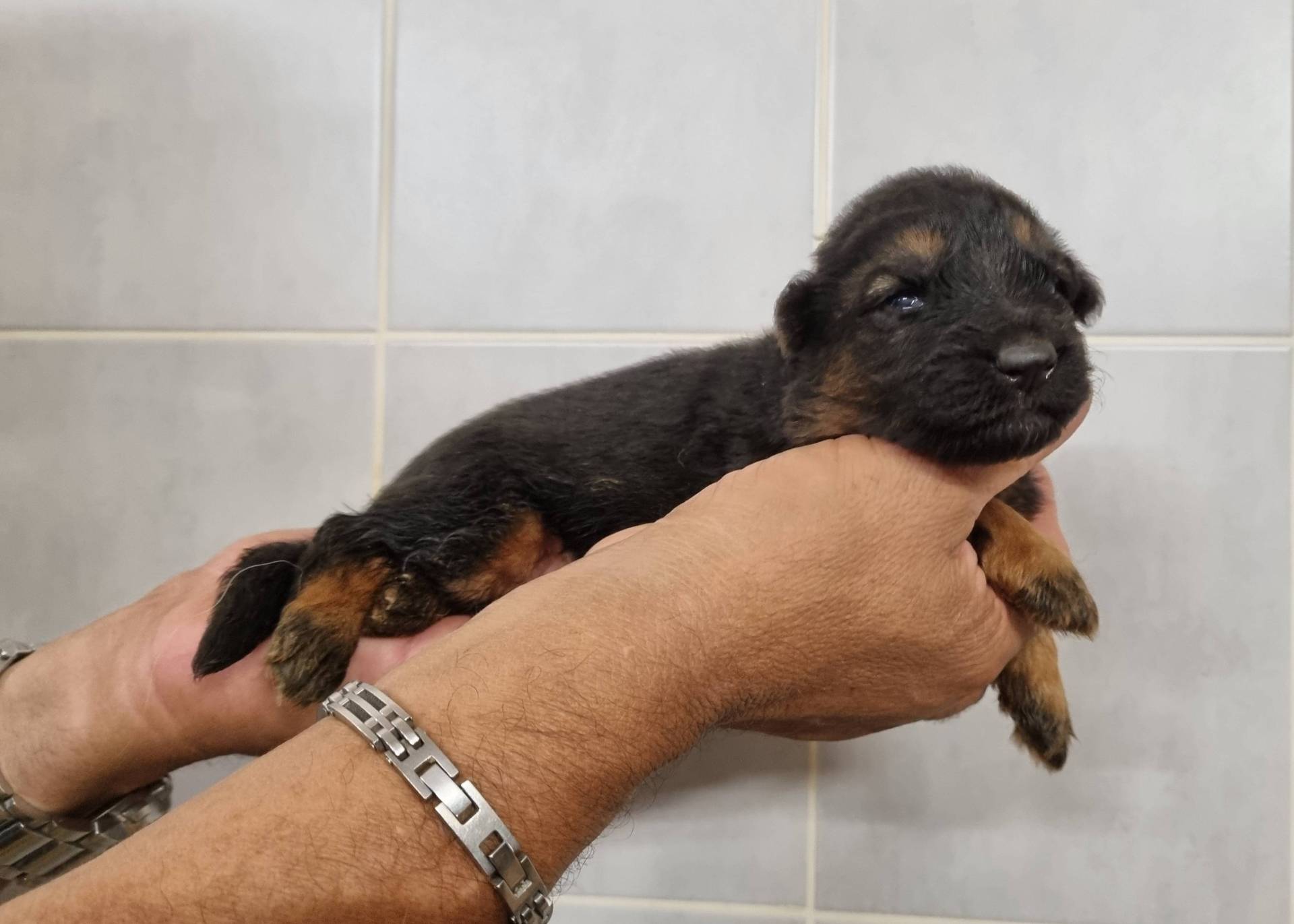 Chiots Berger Allemand Poil Long première