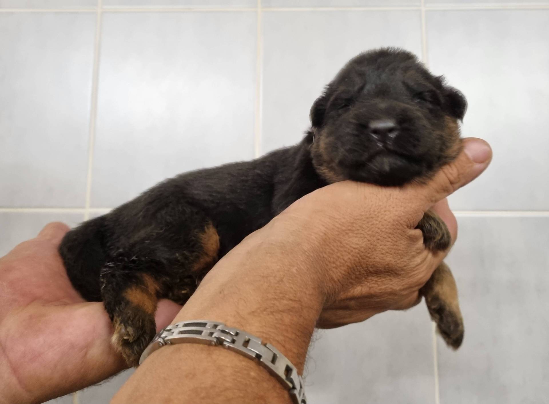 Chiots Berger Allemand Poil Long huitième