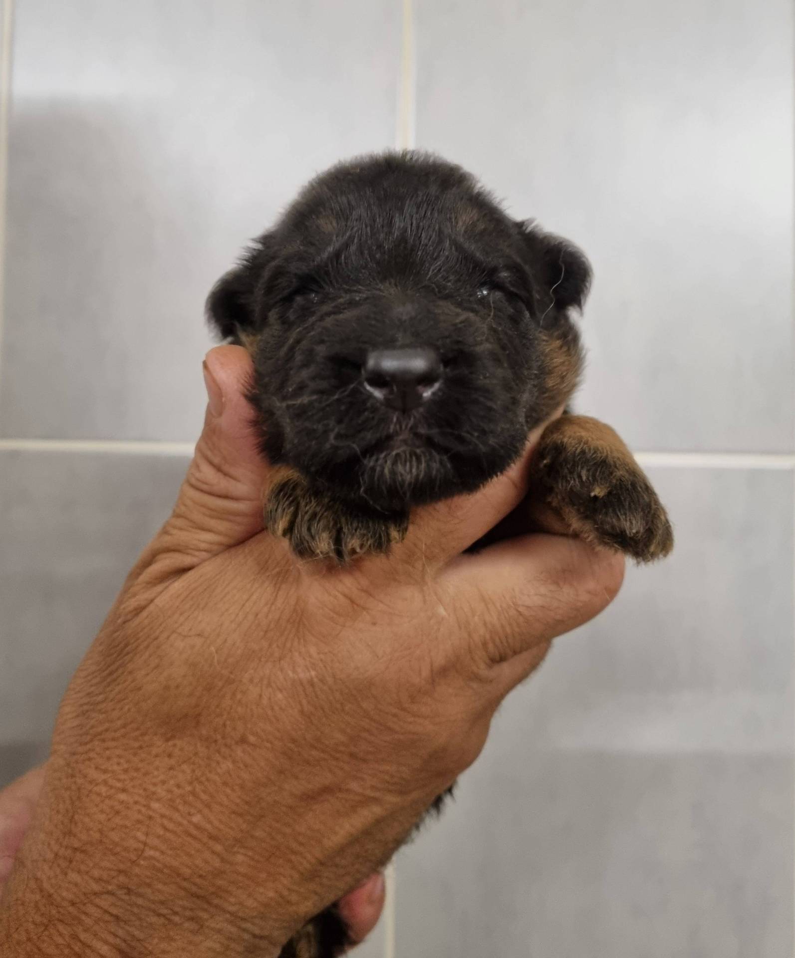Chiots Berger Allemand Poil Long neuvième