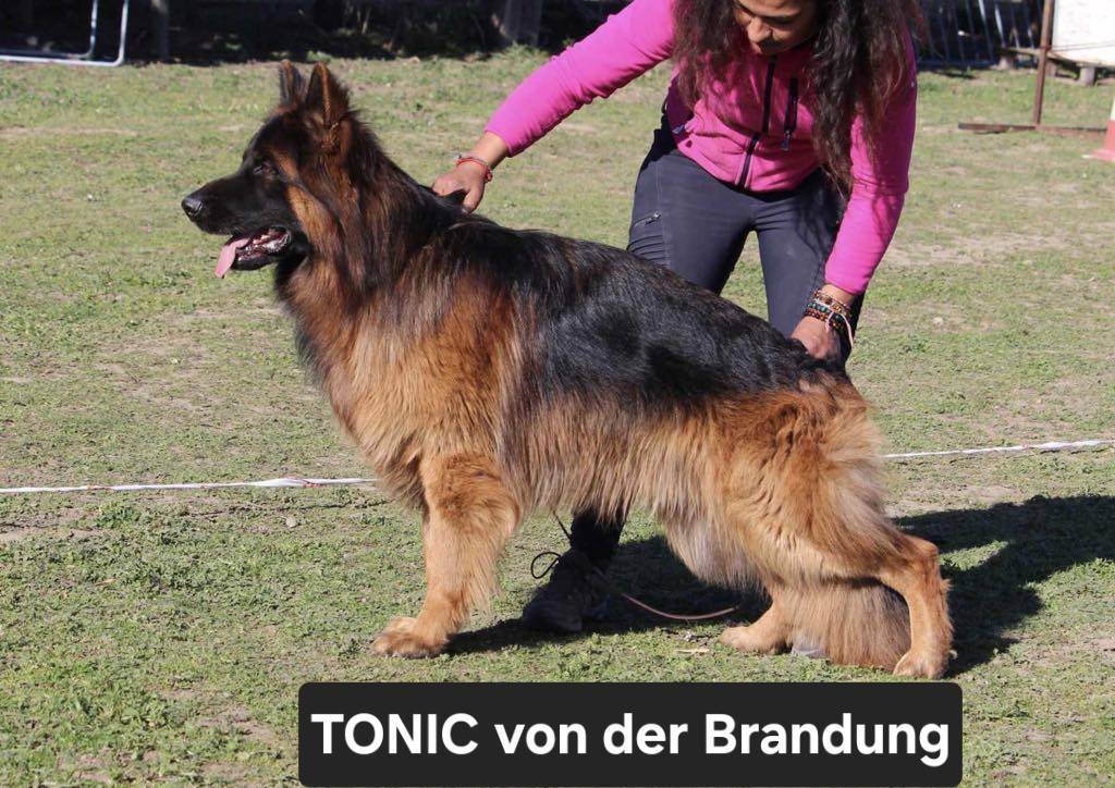 Chiots Berger Allemand Poil Long troisième