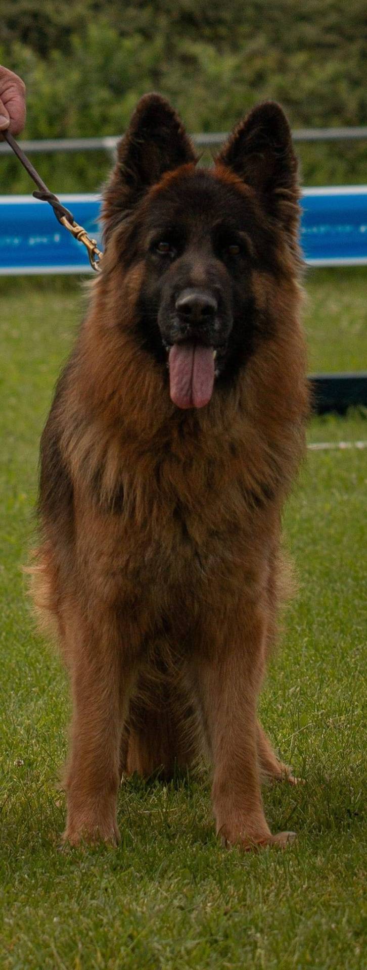 Chiots Berger Allemand Poil Long première