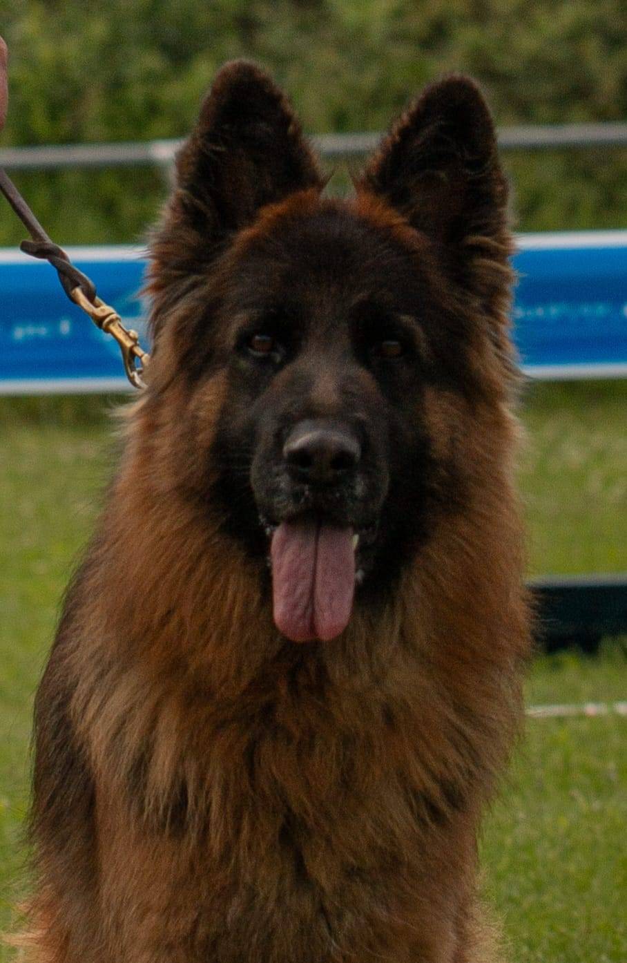 Chiots Berger Allemand Poil Long cinquième