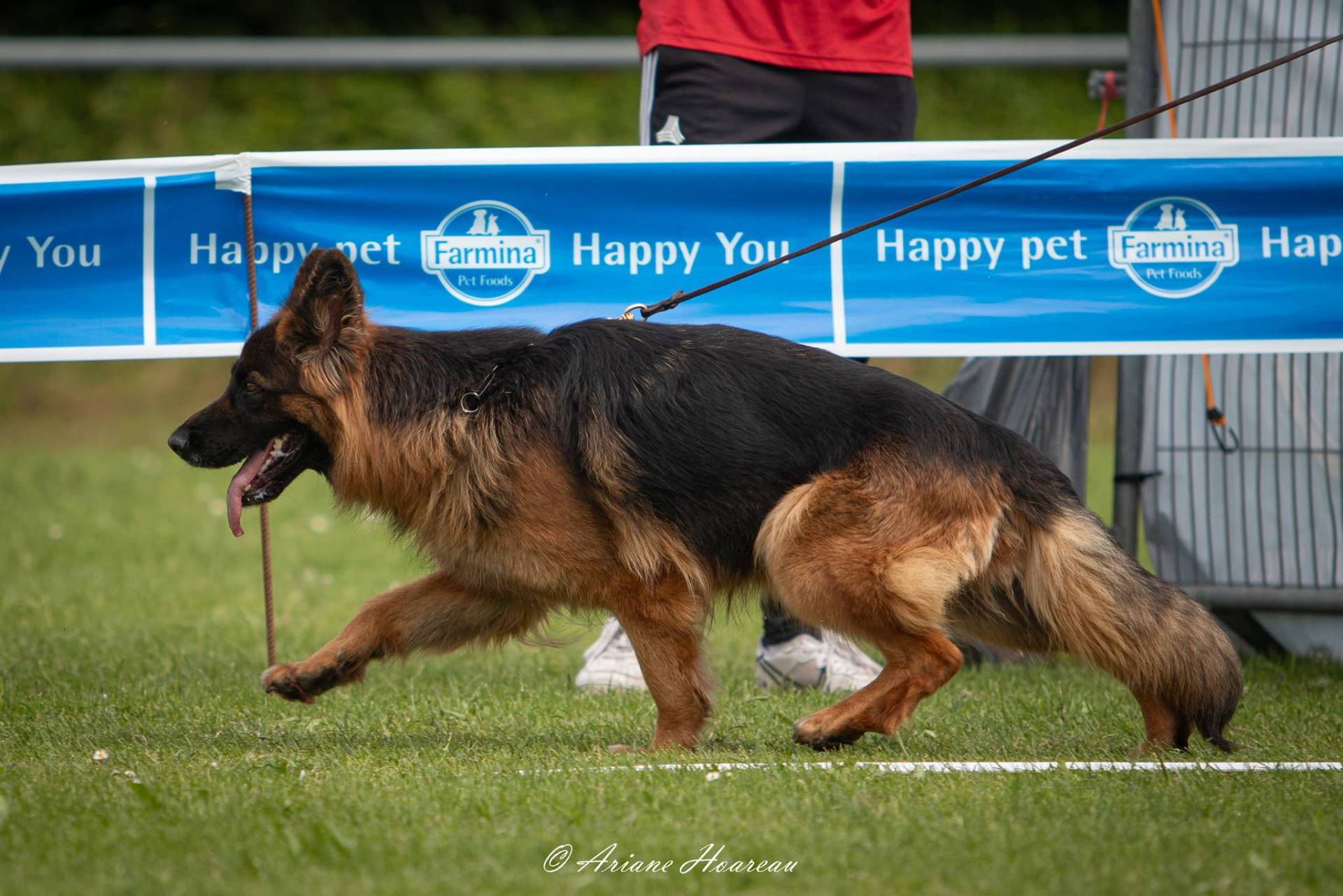 Chiots Berger Allemand Poil Long troisième