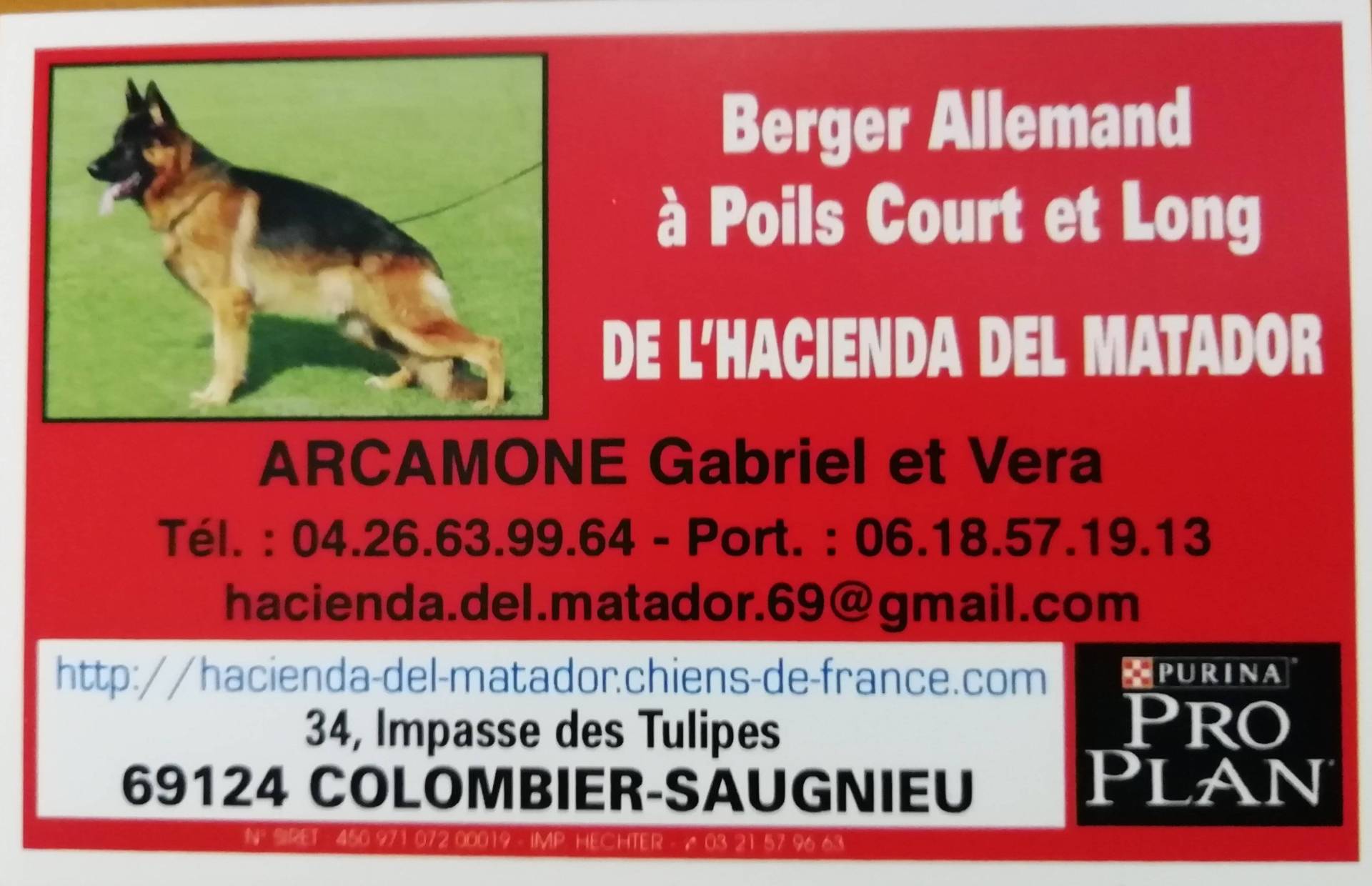 Chiots Berger Allemand Poil Long sixième