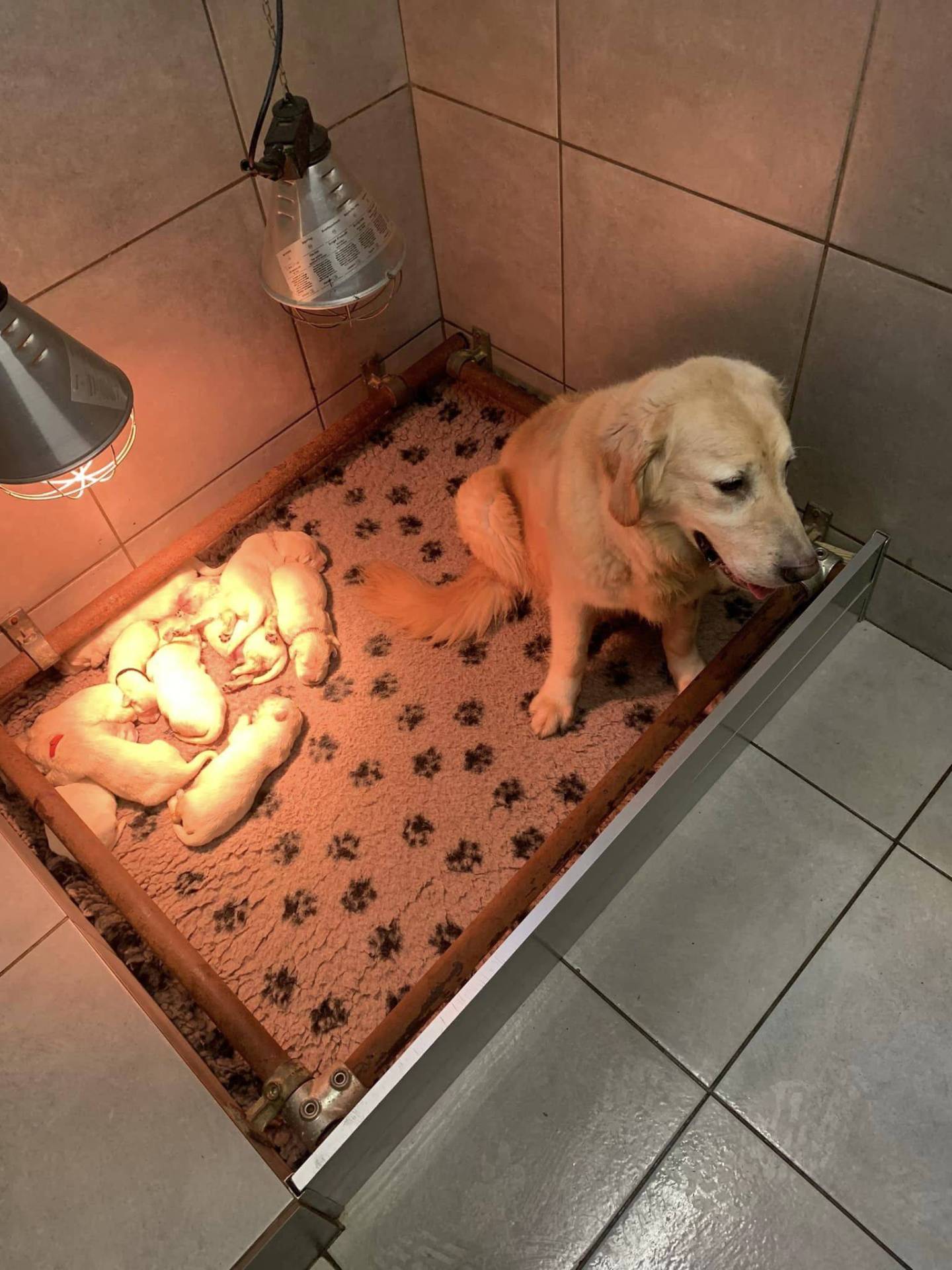 Magnifiques chiots goldinous à l'adoption troisième