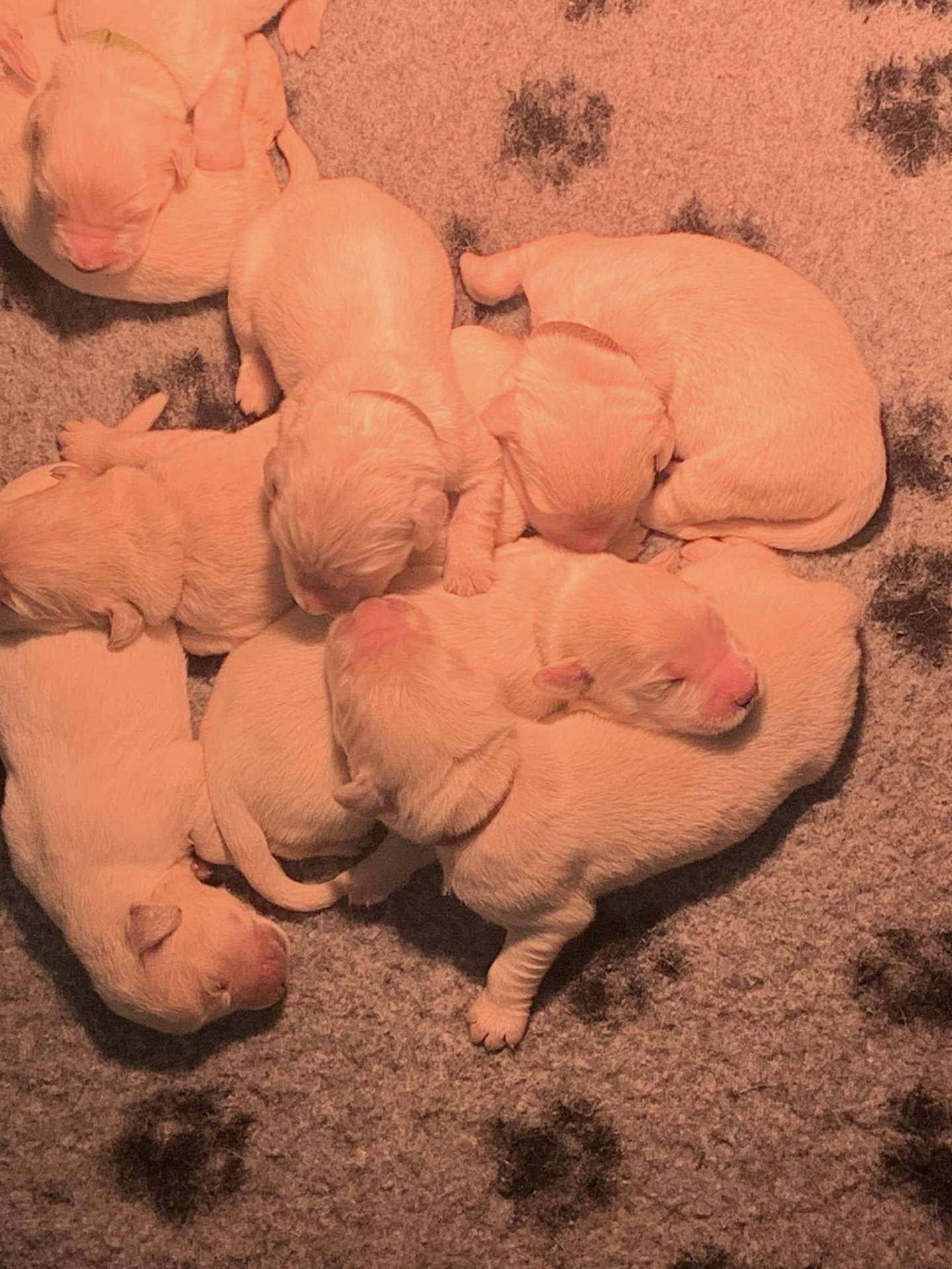 Magnifiques chiots goldinous à l'adoption septième