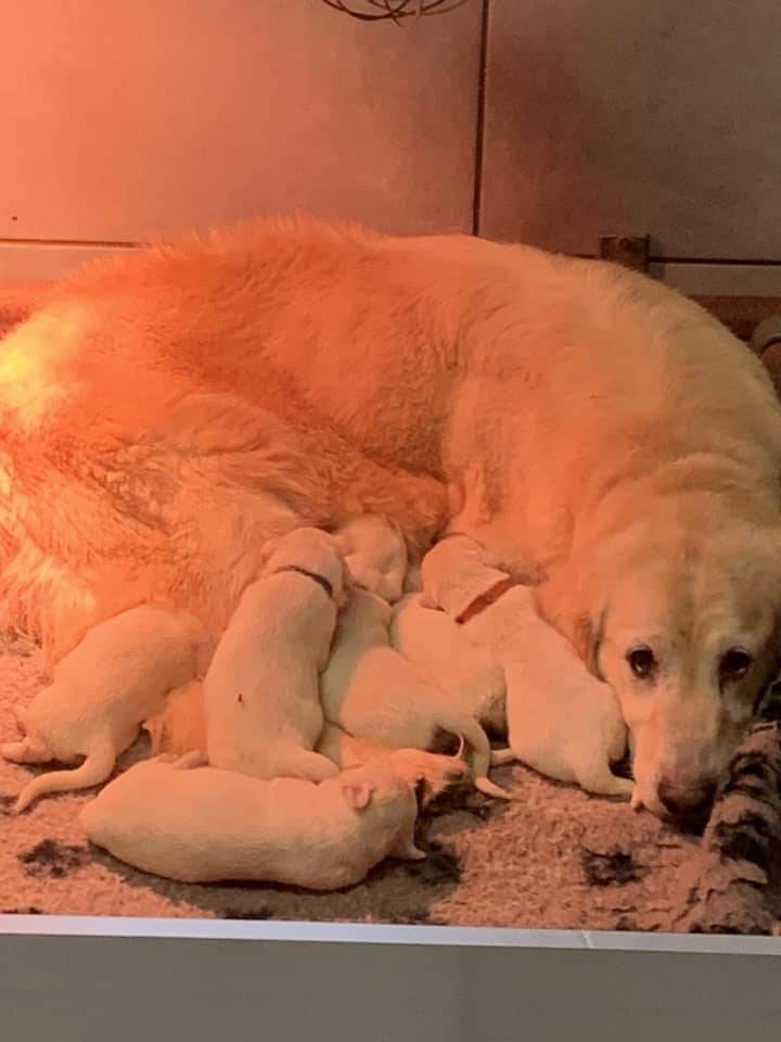 Magnifiques chiots goldinous à l'adoption cinquième