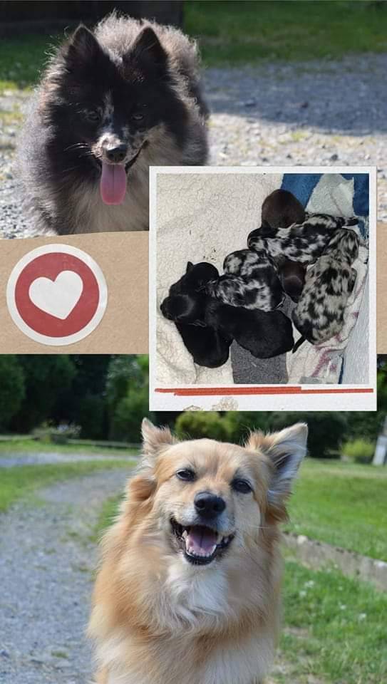 Chiot spitz allemand  deuxième