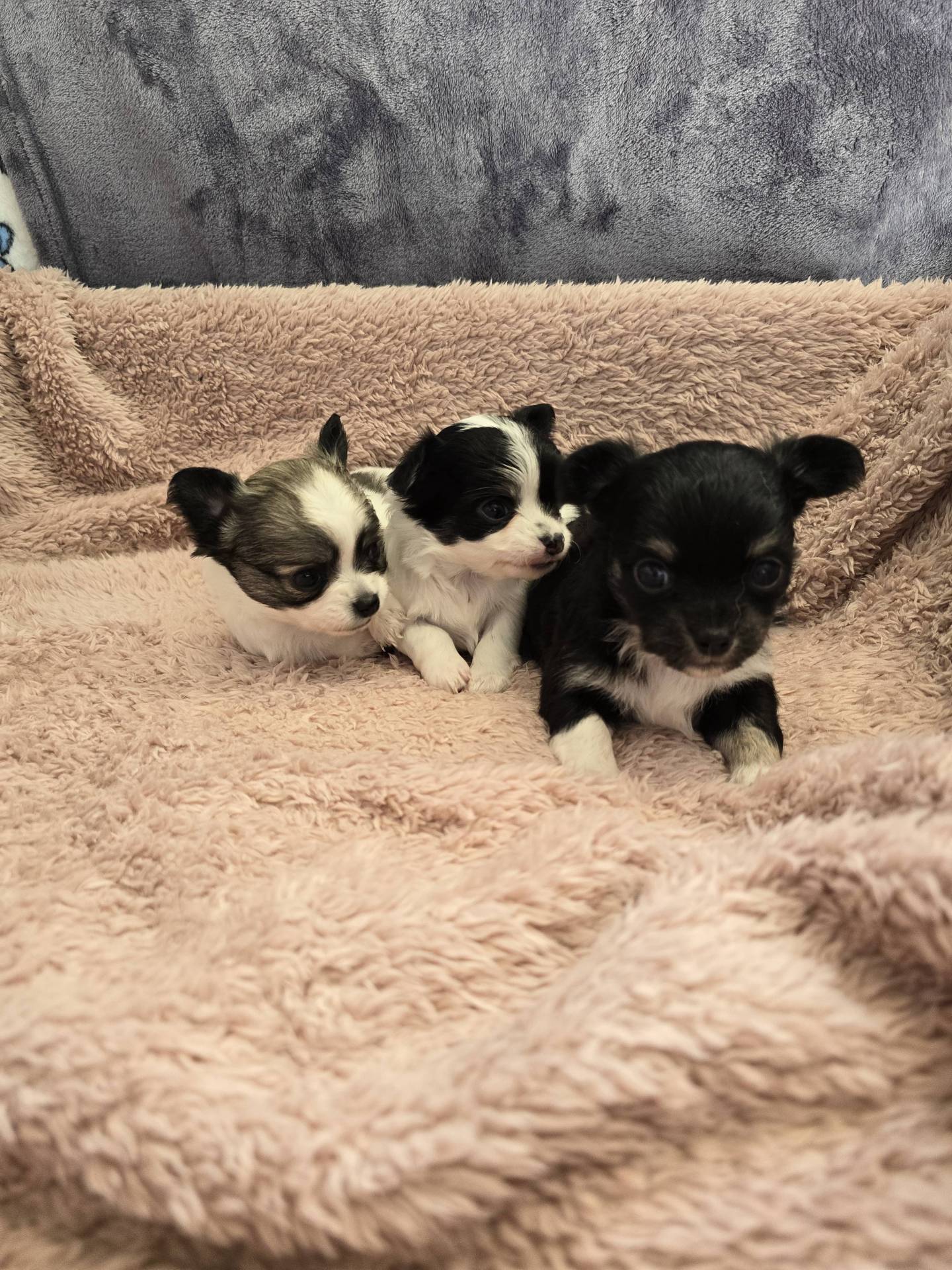 Chiots femelles Lof chihuahua poil long   sixième