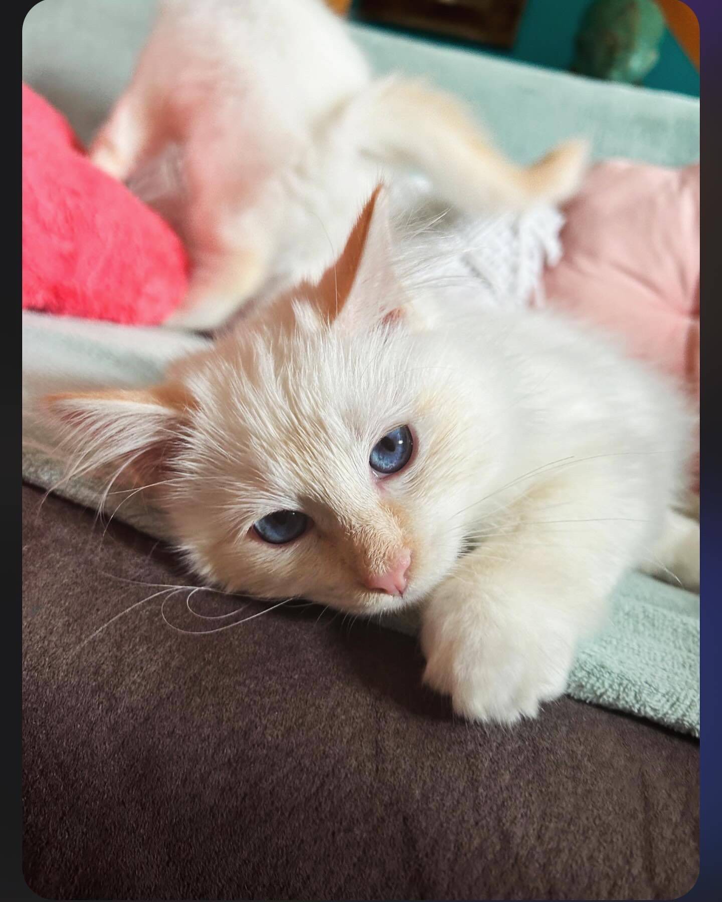 Chatons sacrés de Birmanie loof septième