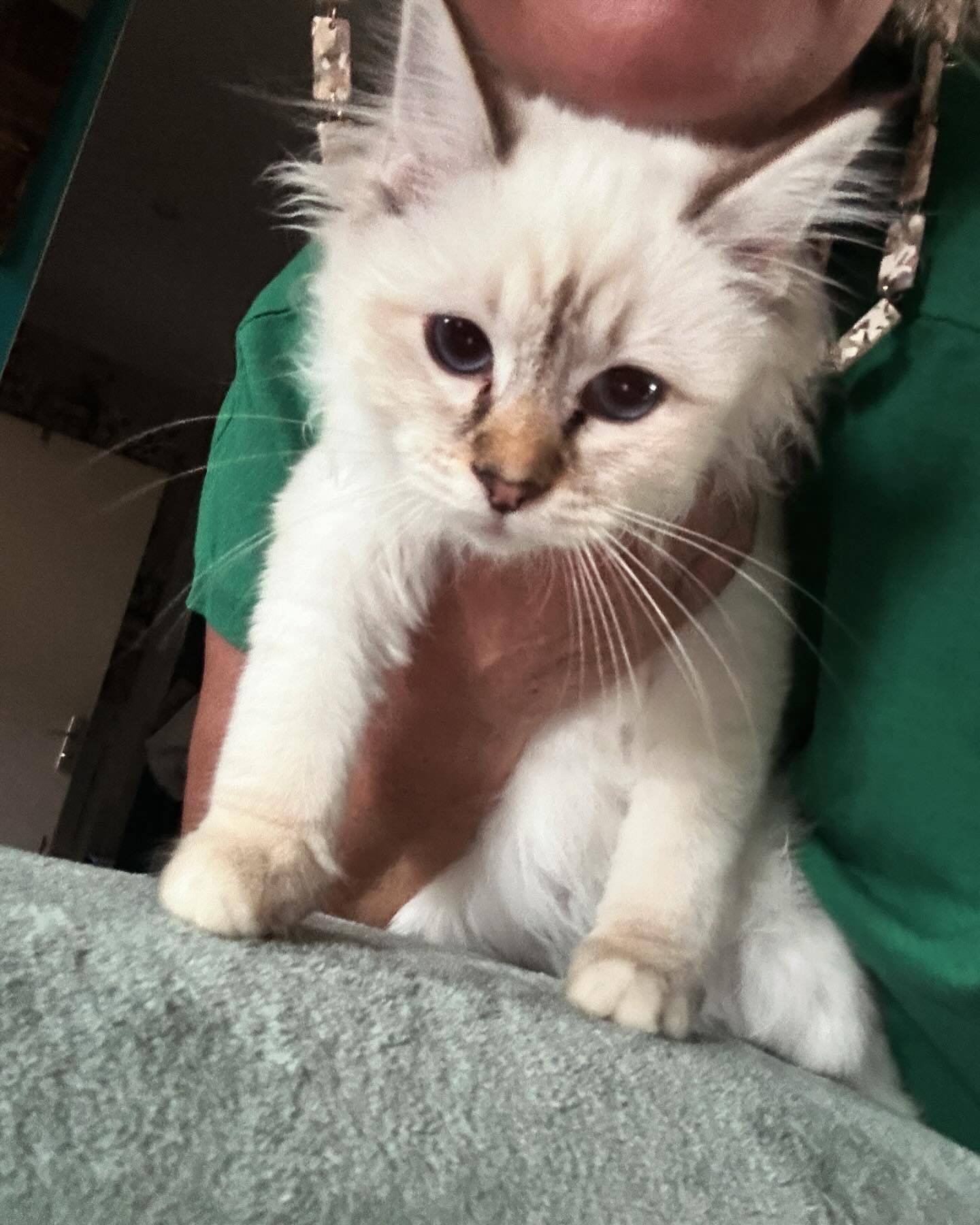 Chatons sacrés de Birmanie loof troisième