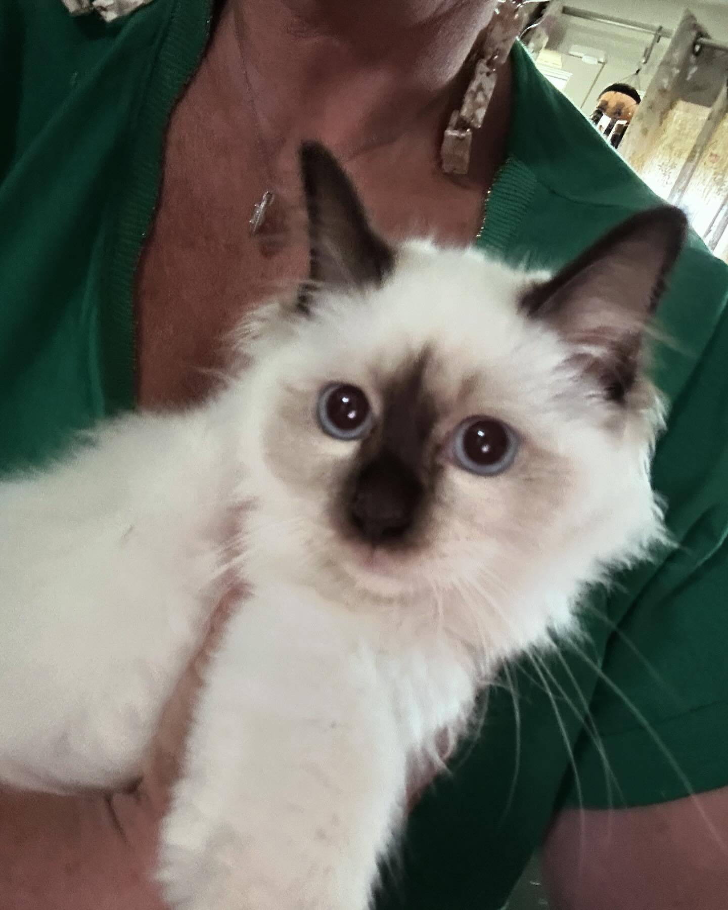 Chatons sacrés de Birmanie loof huitième