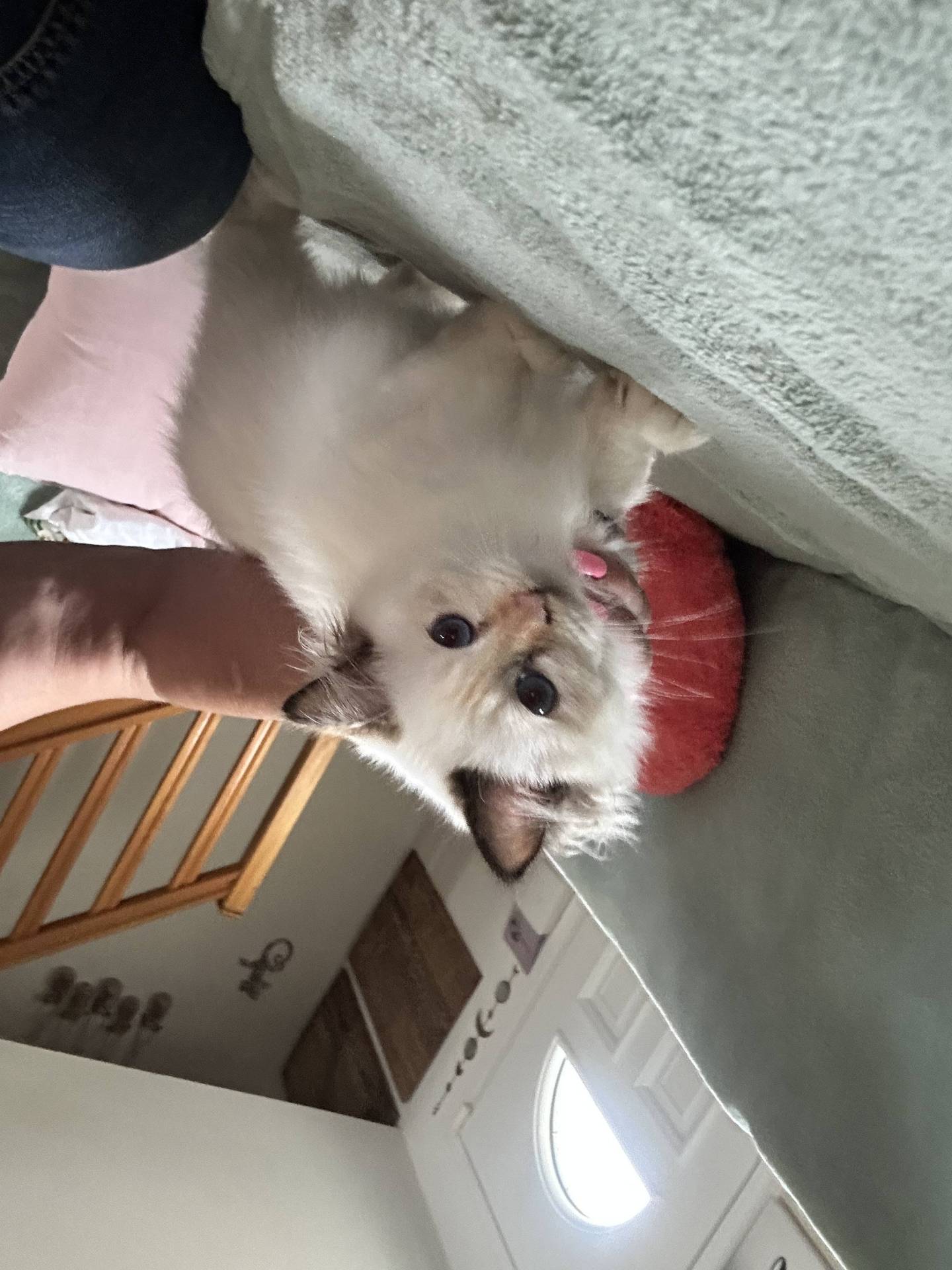 Chatons sacrés de Birmanie loof sixième