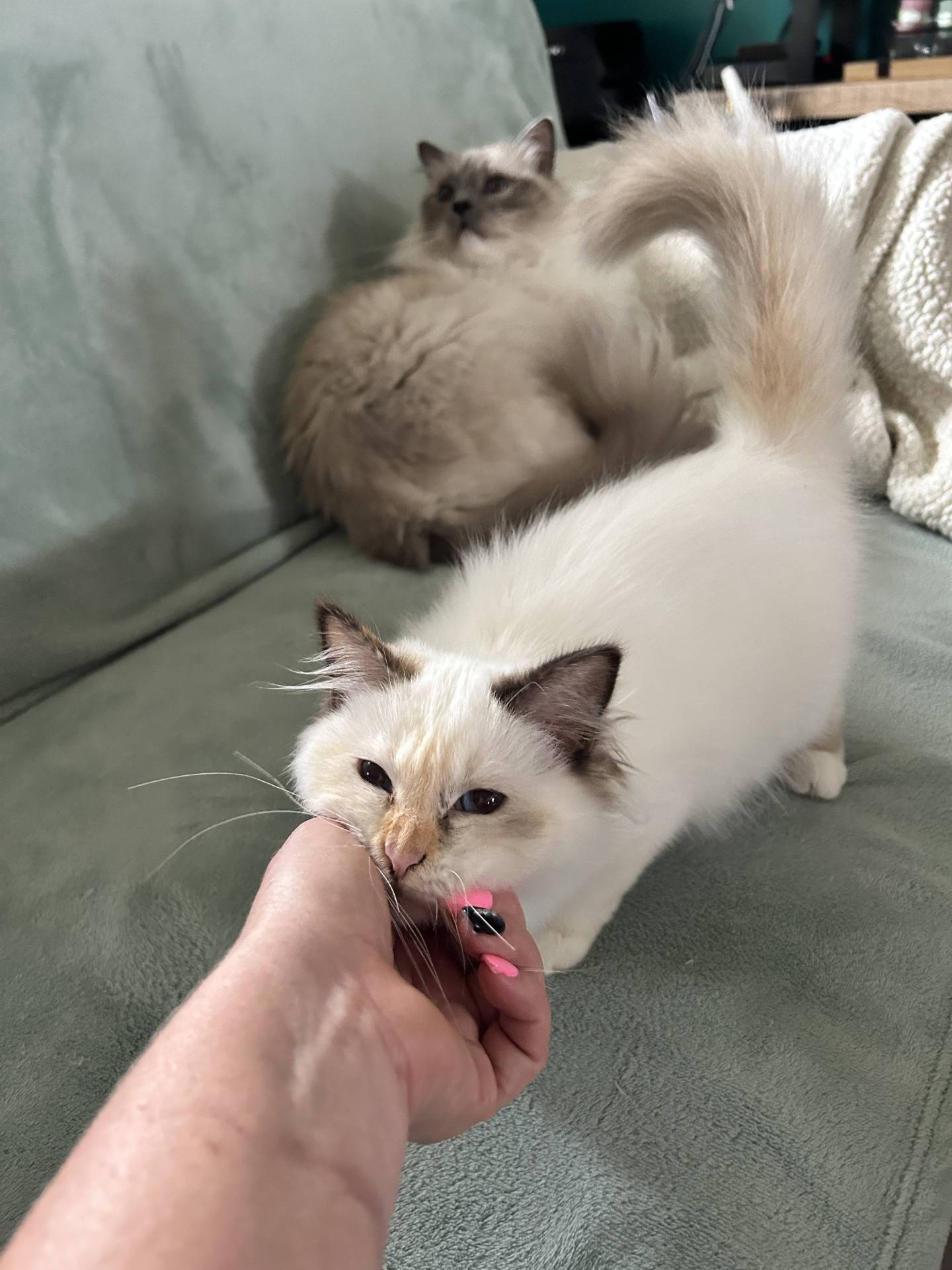 Chatons sacrés de Birmanie loof quatrième