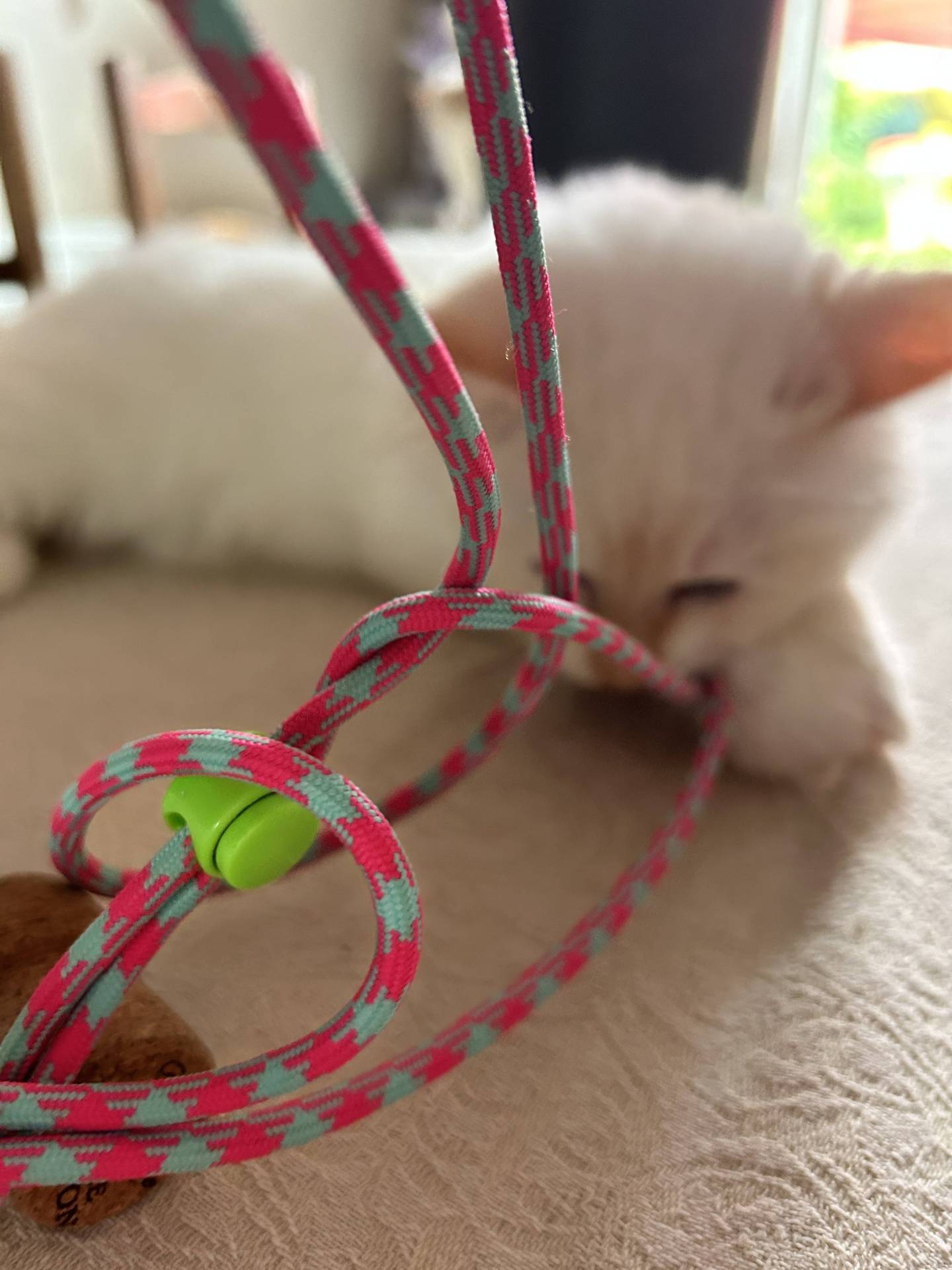 Chatons sacrés de Birmanie loof deuxième