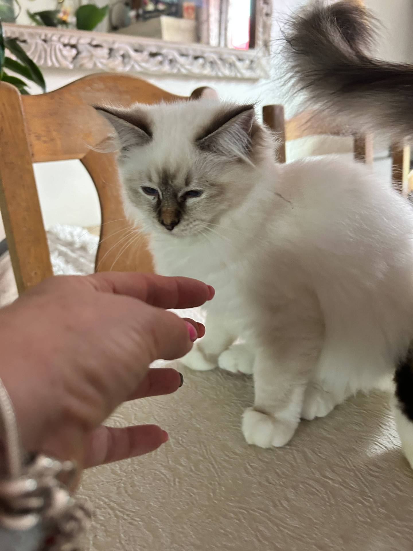 Chatons sacrés de Birmanie loof troisième