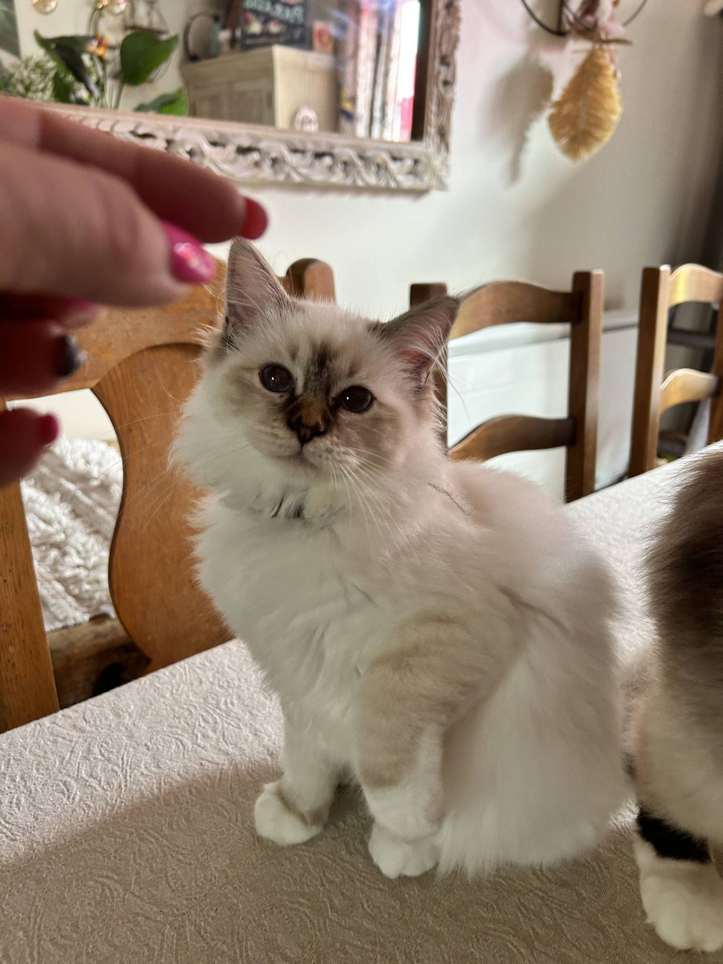 Chatons sacrés de Birmanie loof neuvième