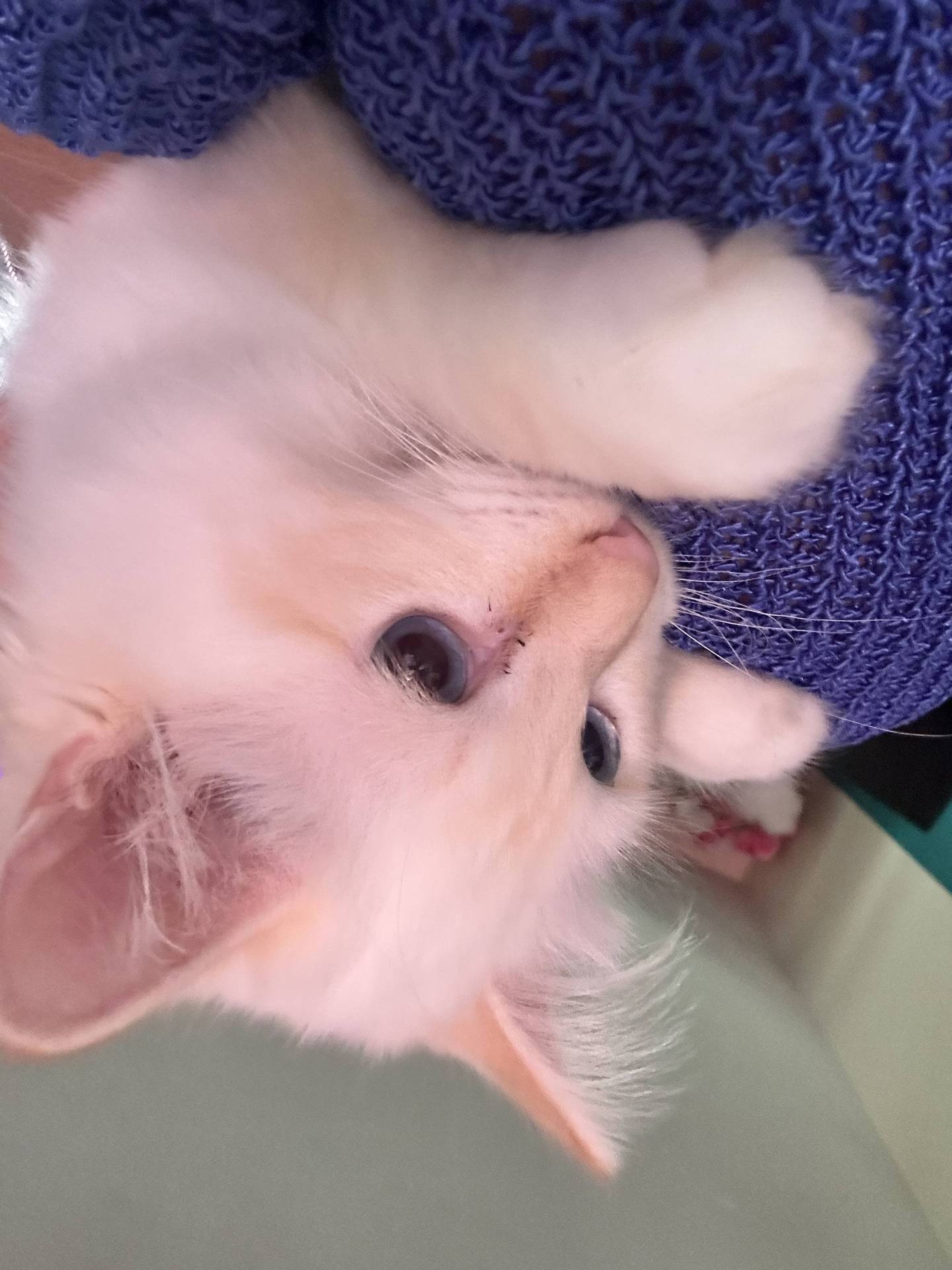 Chatons sacrés de Birmanie loof quatrième