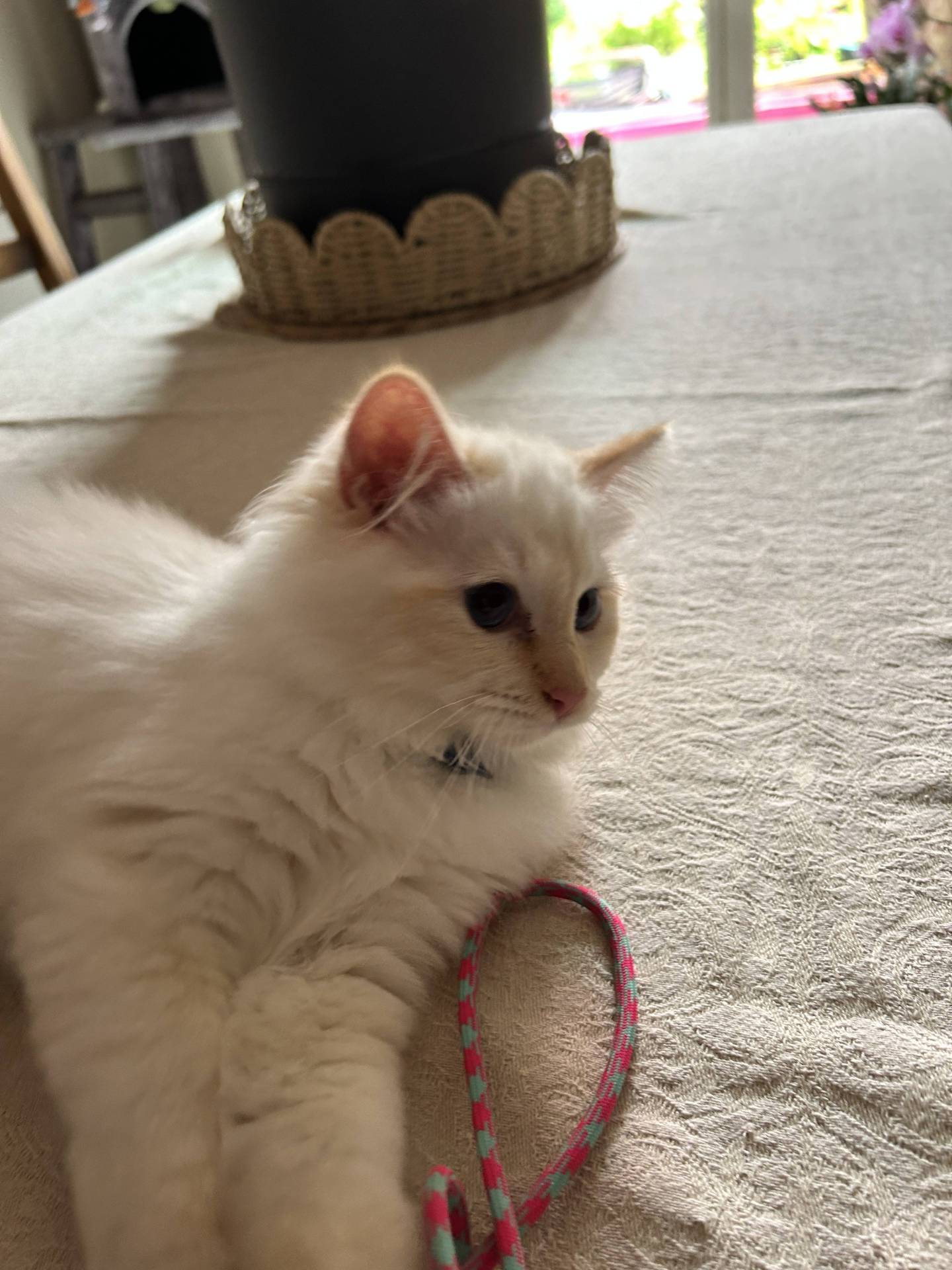 Chatons sacrés de Birmanie loof neuvième