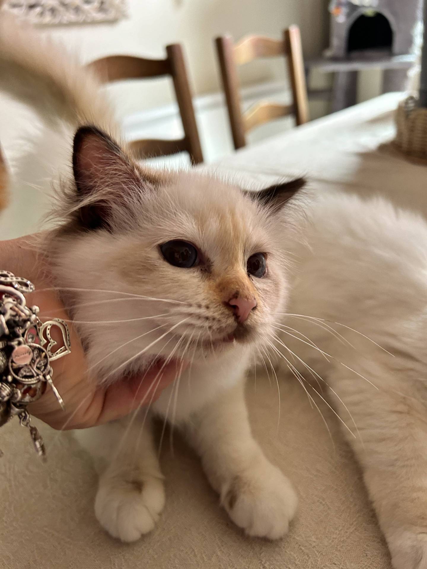 Chatons sacrés de Birmanie loof septième