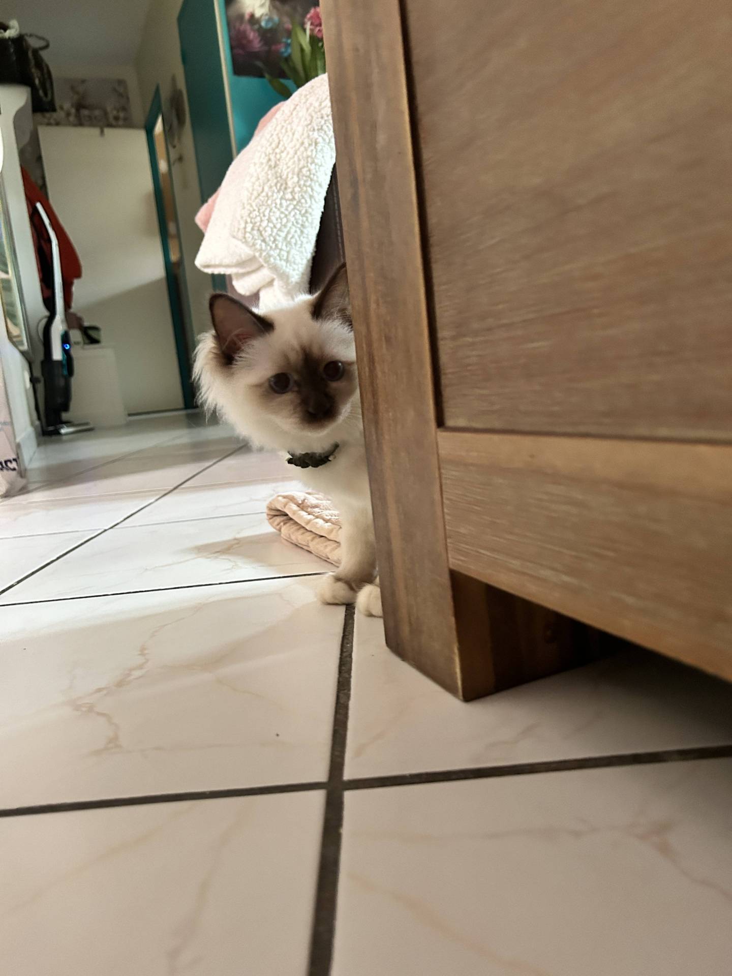 Chatons sacrés de Birmanie loof huitième
