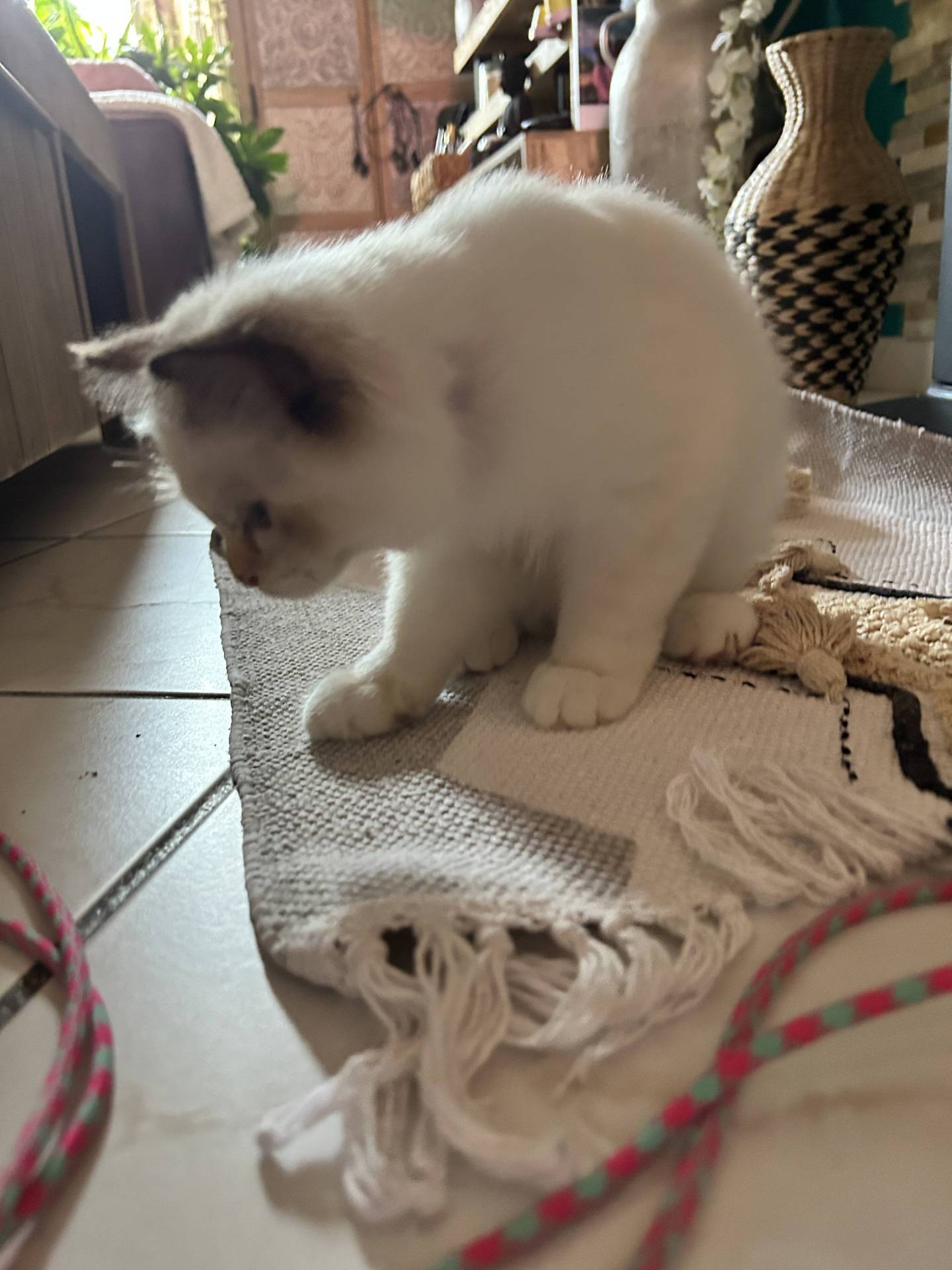 Chatons sacrés de Birmanie loof huitième