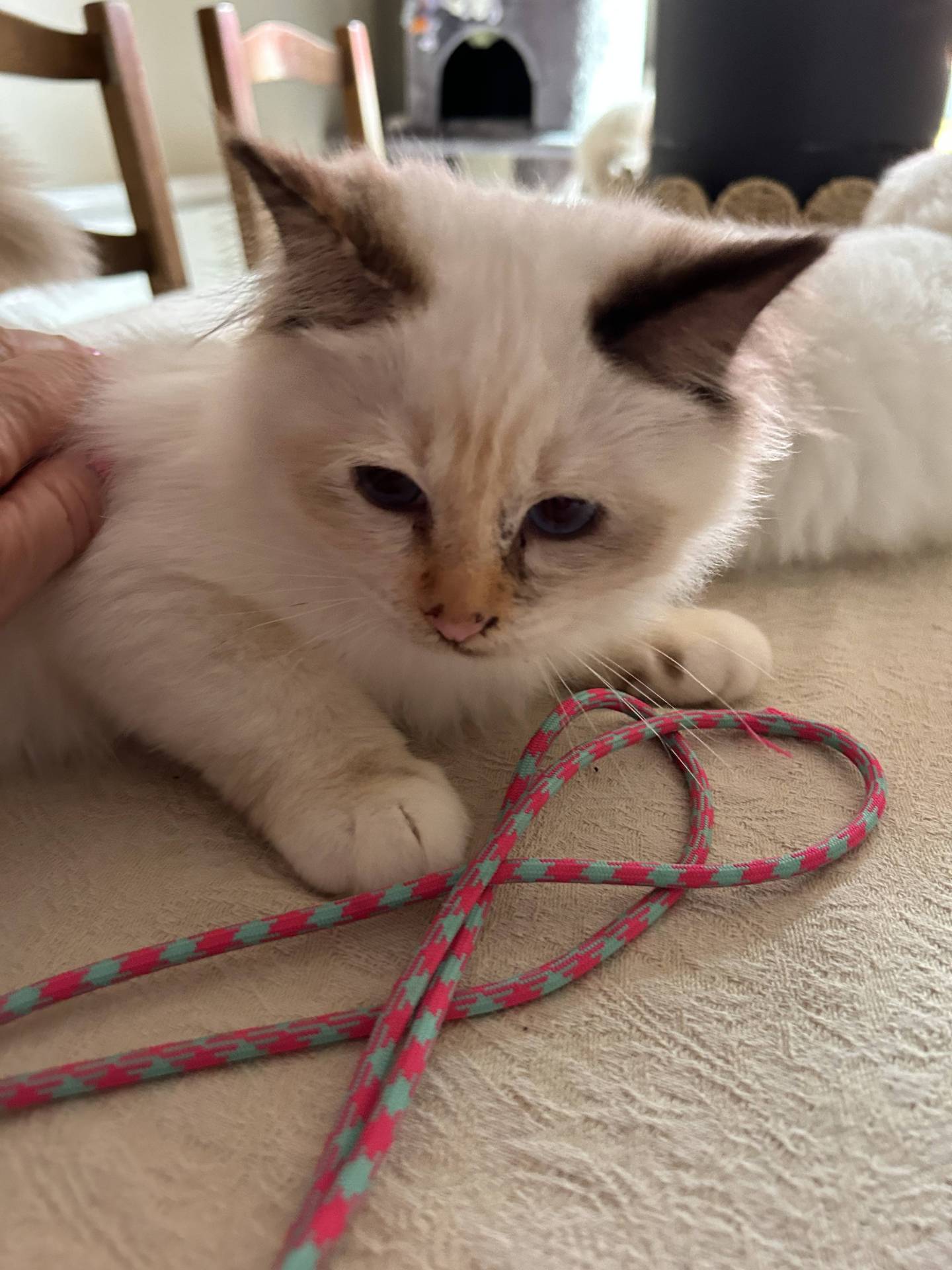Chatons sacrés de Birmanie loof huitième