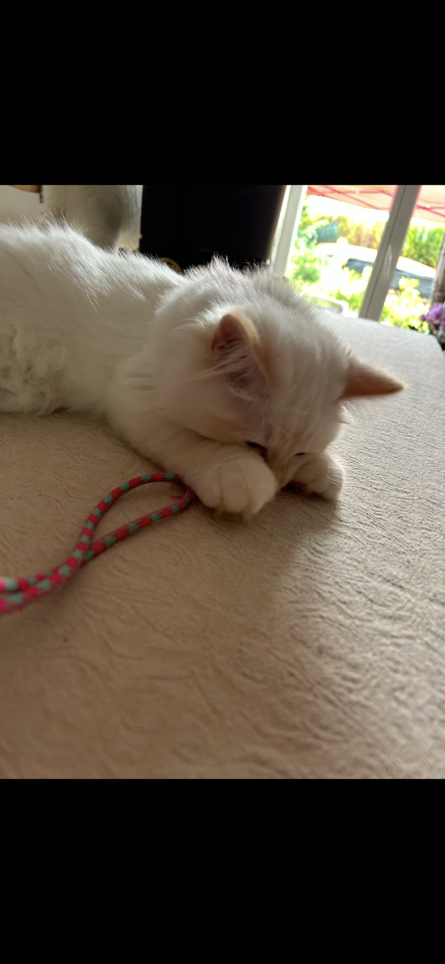 Chatons sacrés de Birmanie loof deuxième