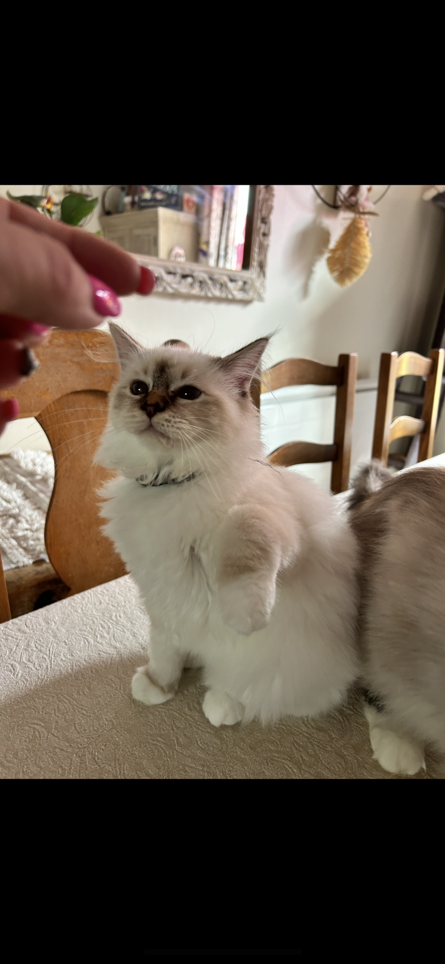Chatons sacrés de Birmanie loof deuxième