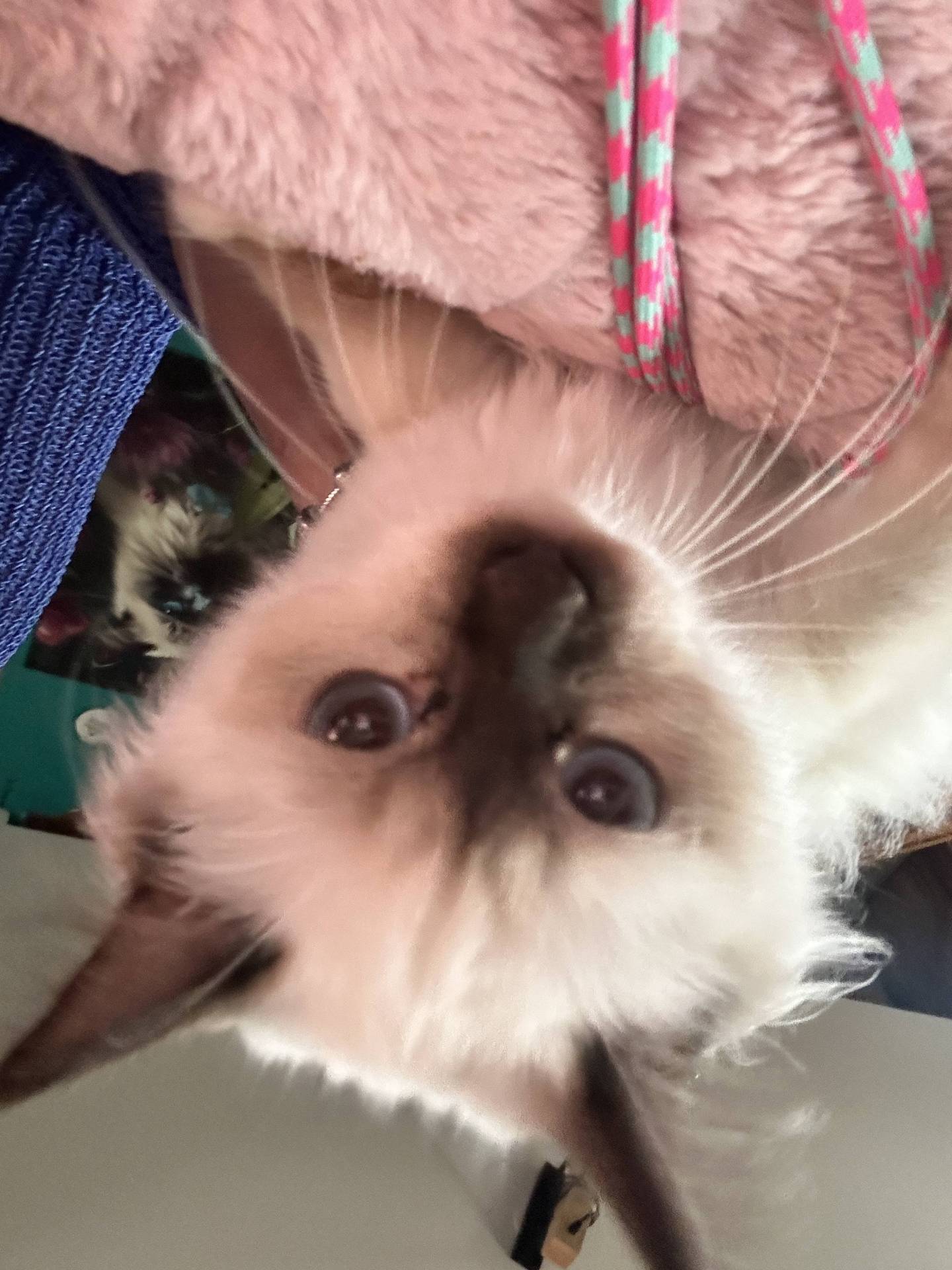 Chatons sacrés de Birmanie loof neuvième