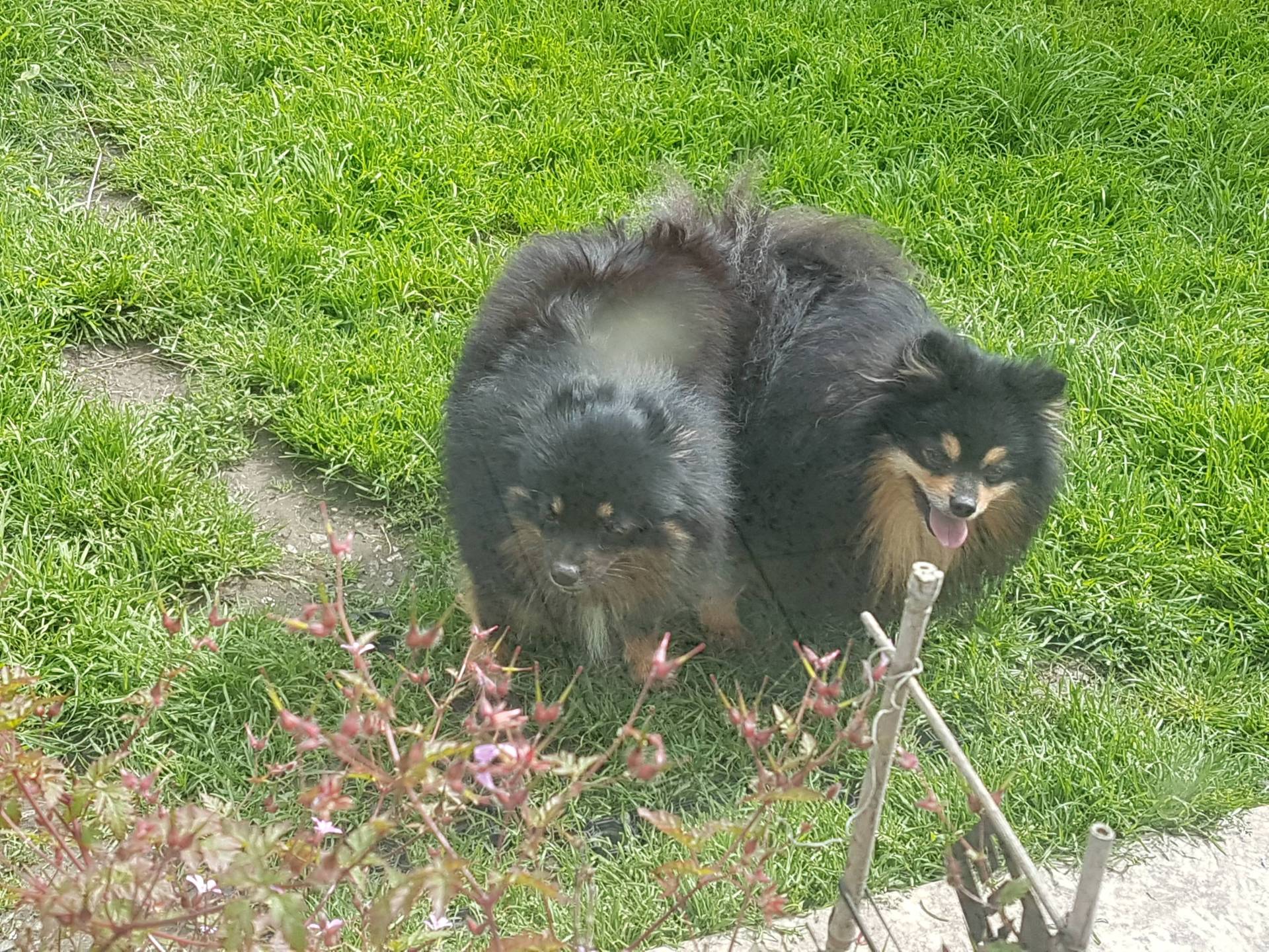 Chiots spitz petits et moyens  troisième