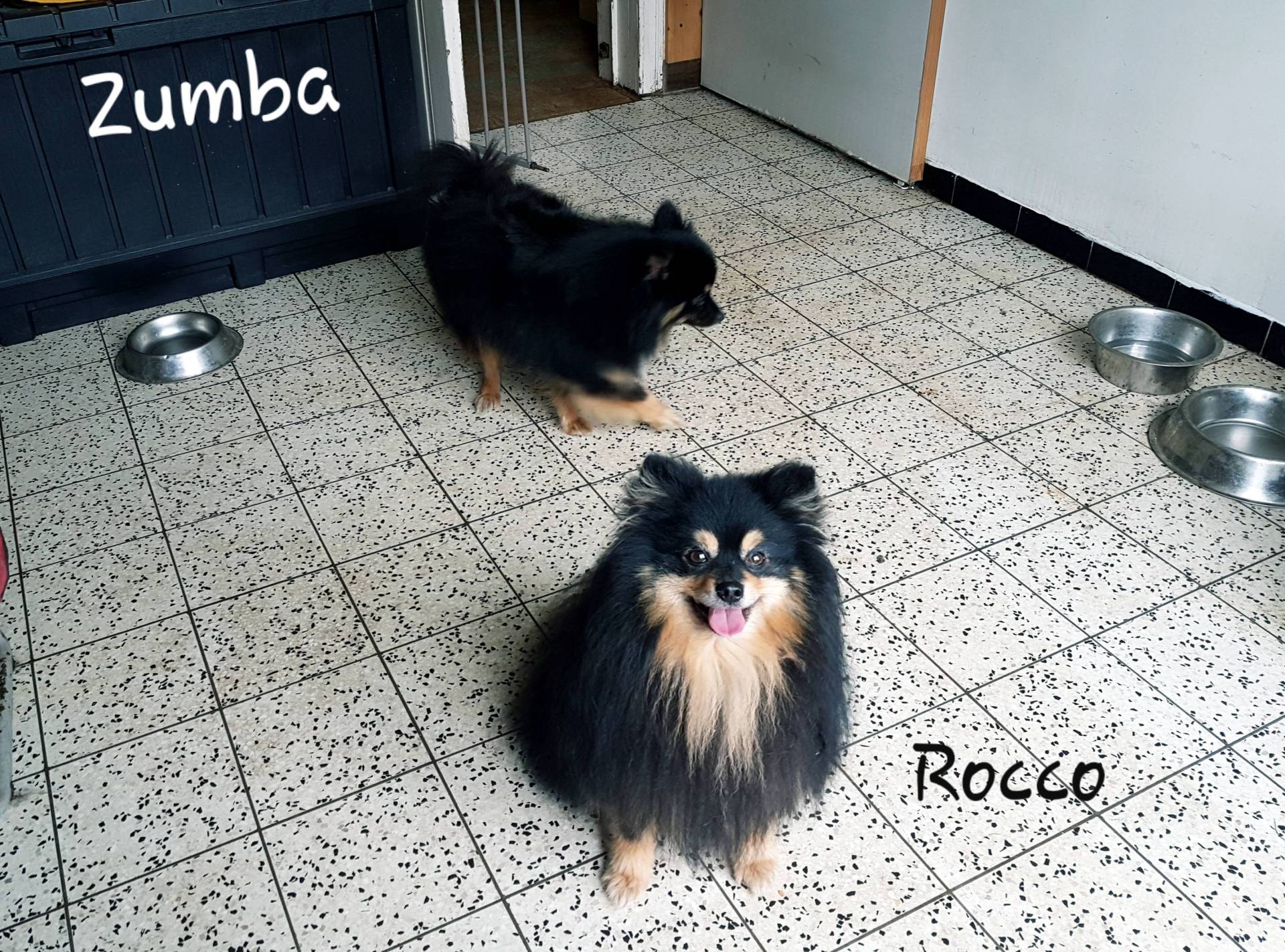 Chiots spitz petits et moyens  troisième