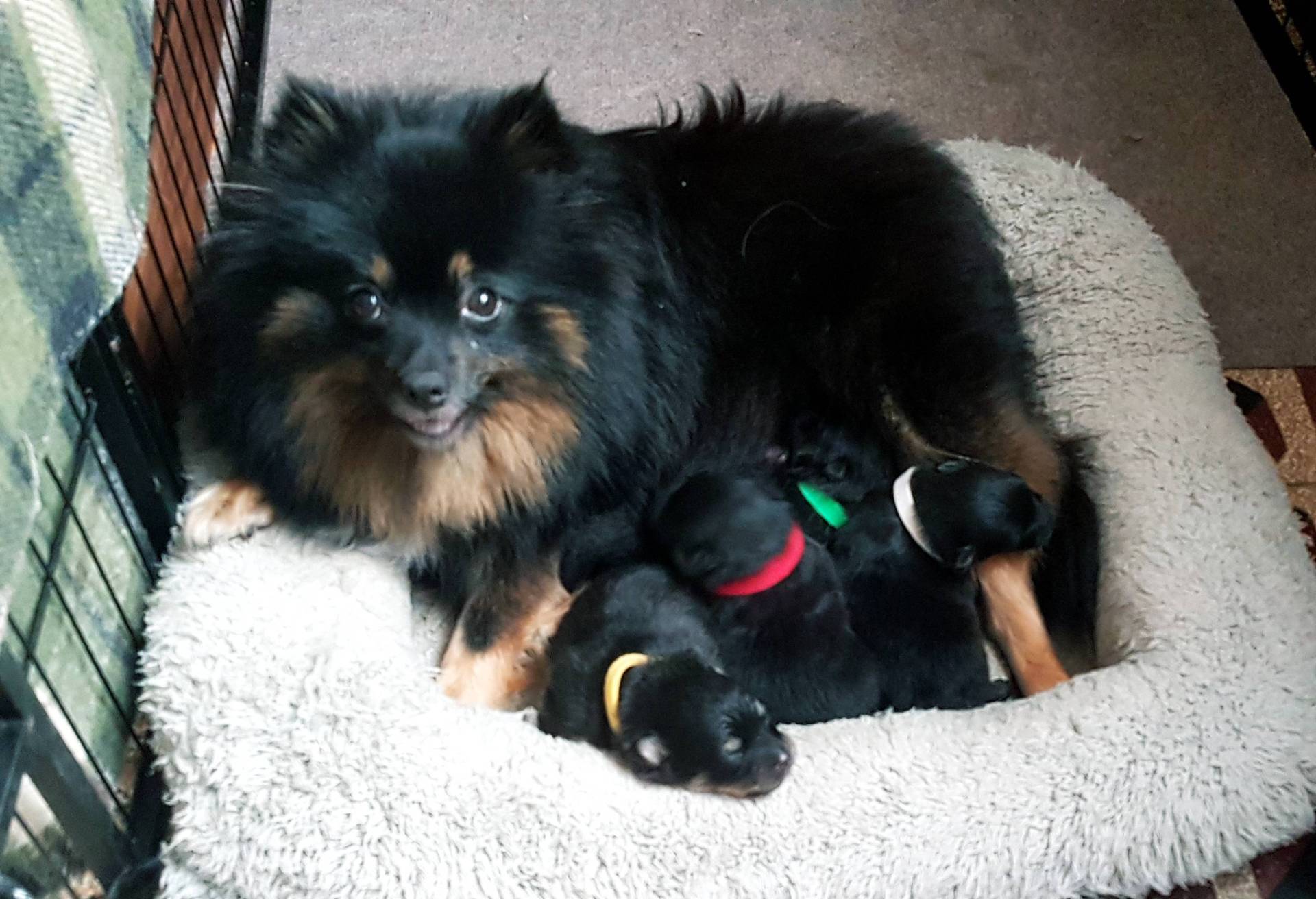 Chiots spitz petits et moyens  première