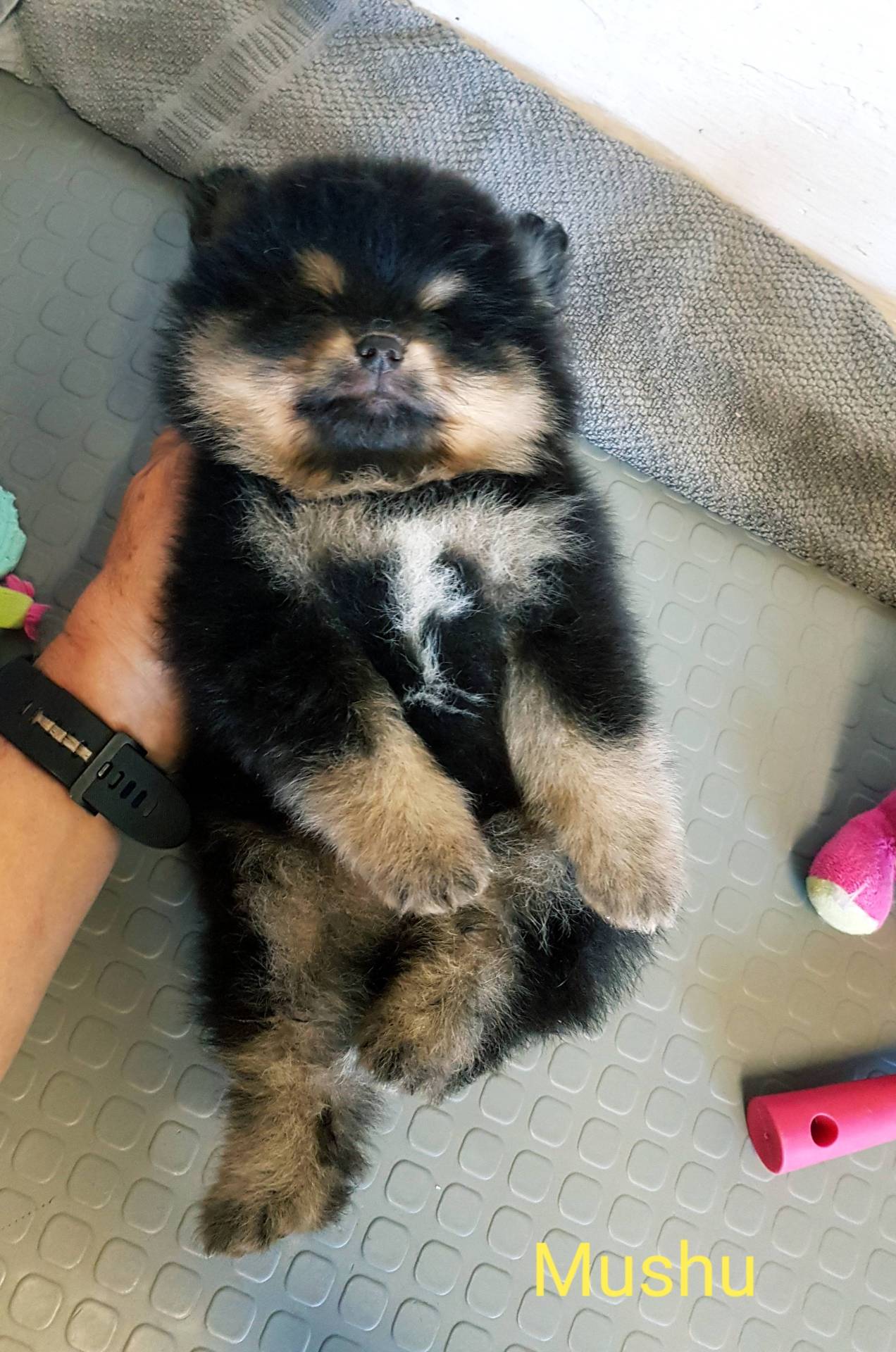 Chiots spitz petits et moyens  septième