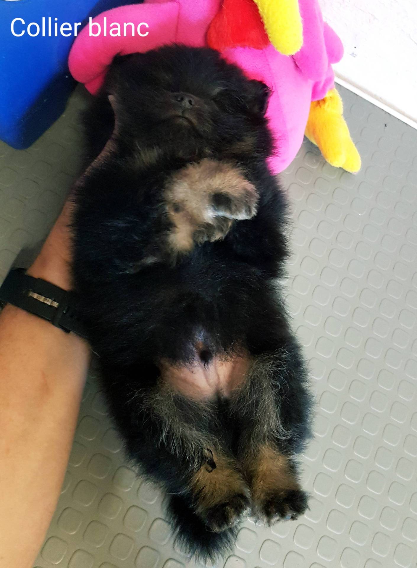 Chiots spitz petits et moyens  quatrième