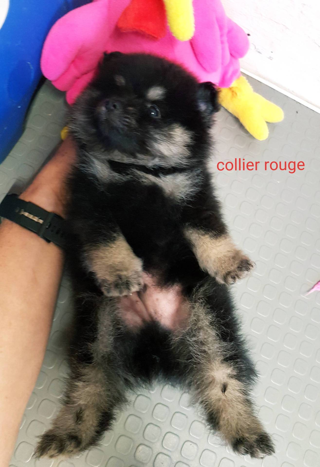 Chiots spitz petits et moyens  septième
