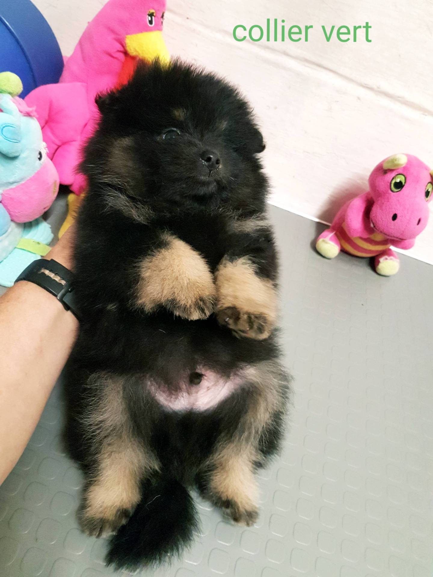 Chiots spitz petits et moyens  neuvième
