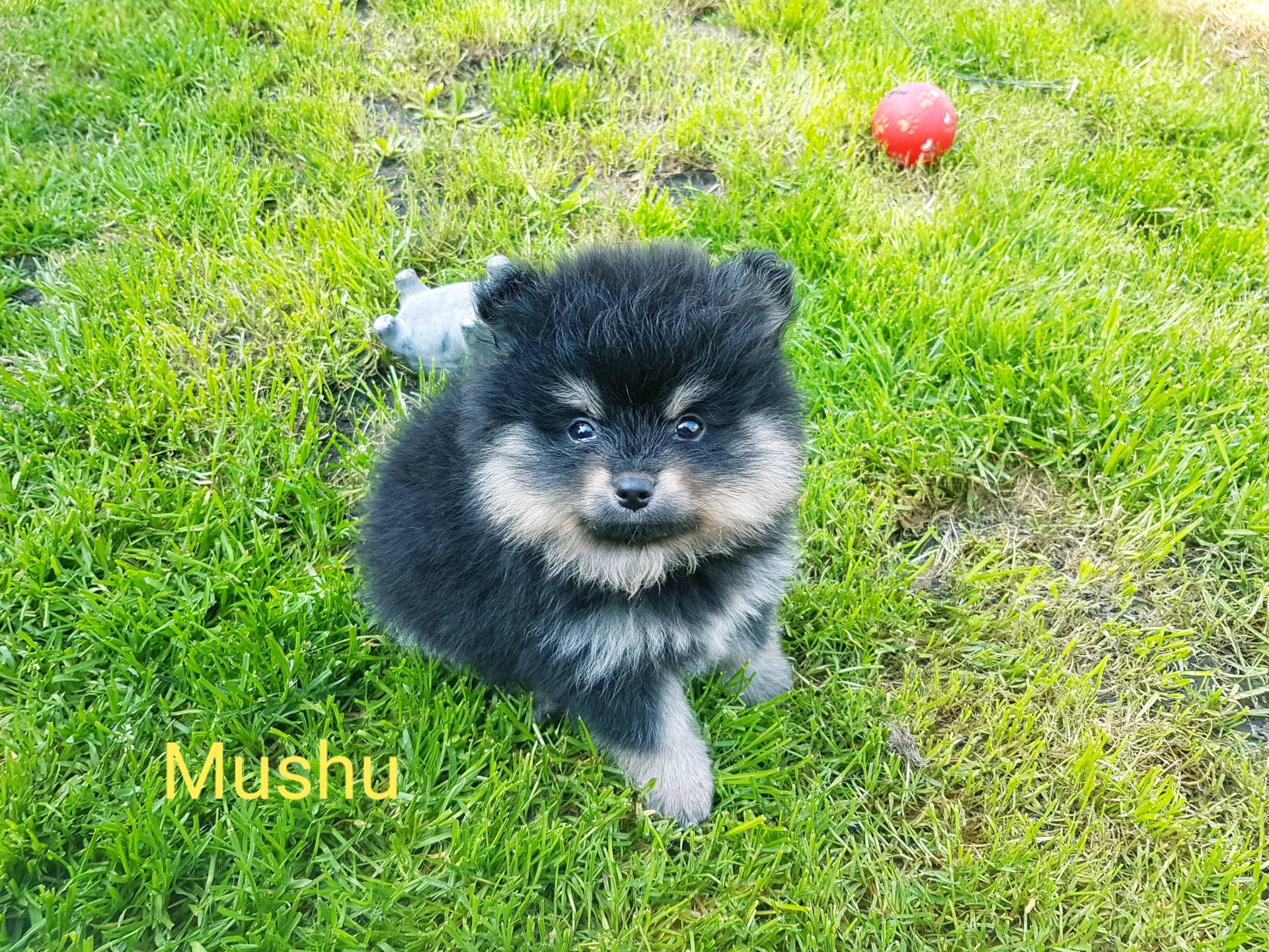 Chiots spitz petits et moyens  quatrième